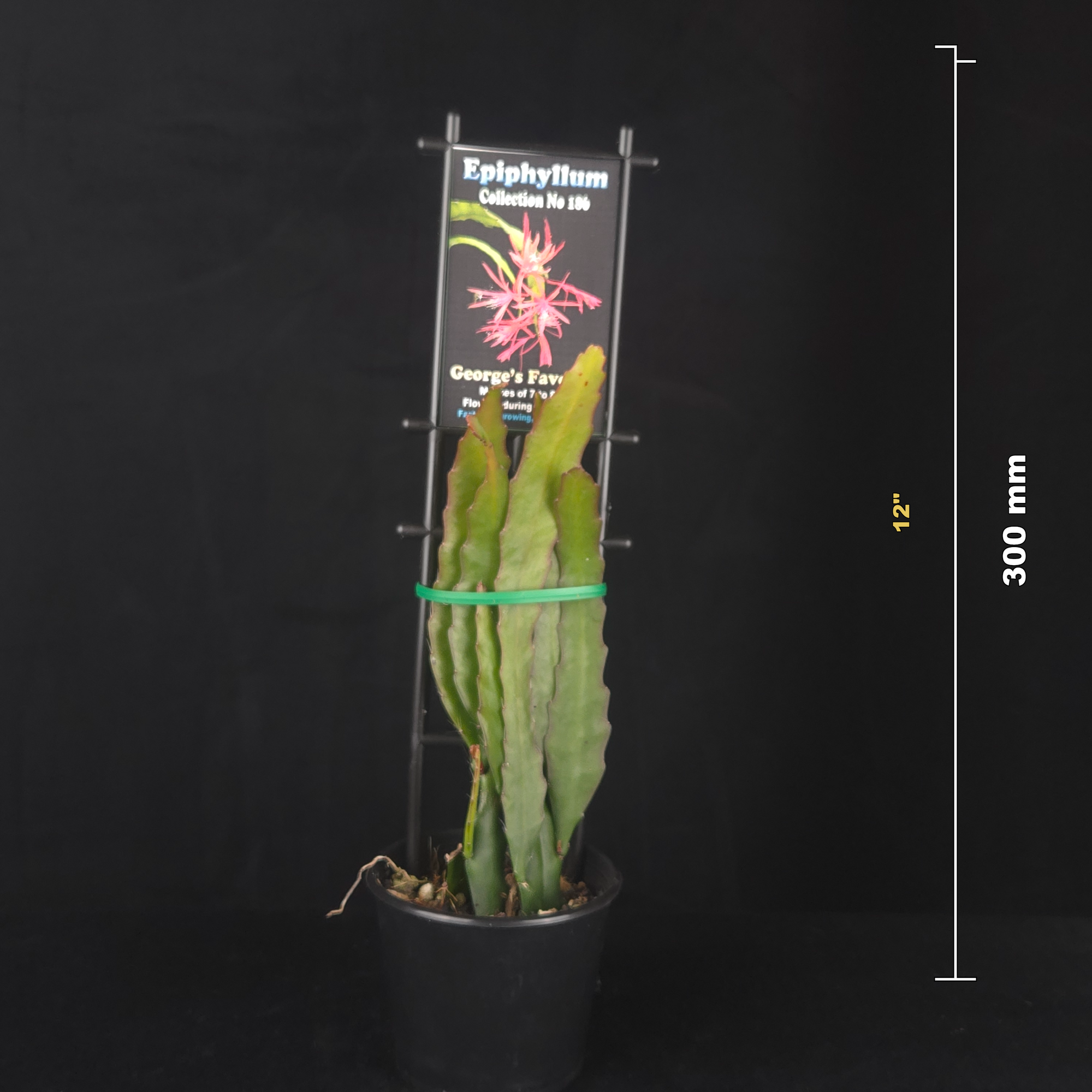 Epiphyllum 'George's Favorite'