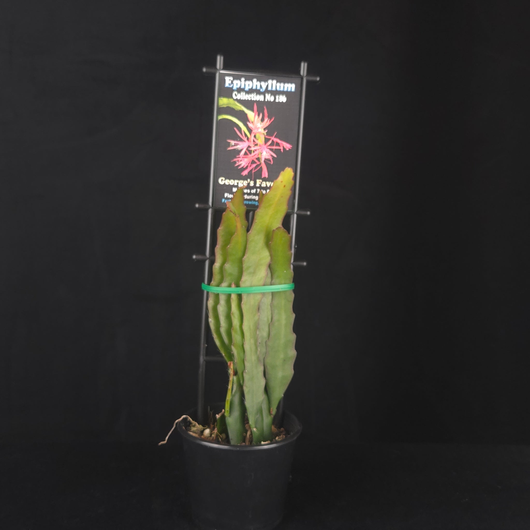 Epiphyllum 'George's Favorite'