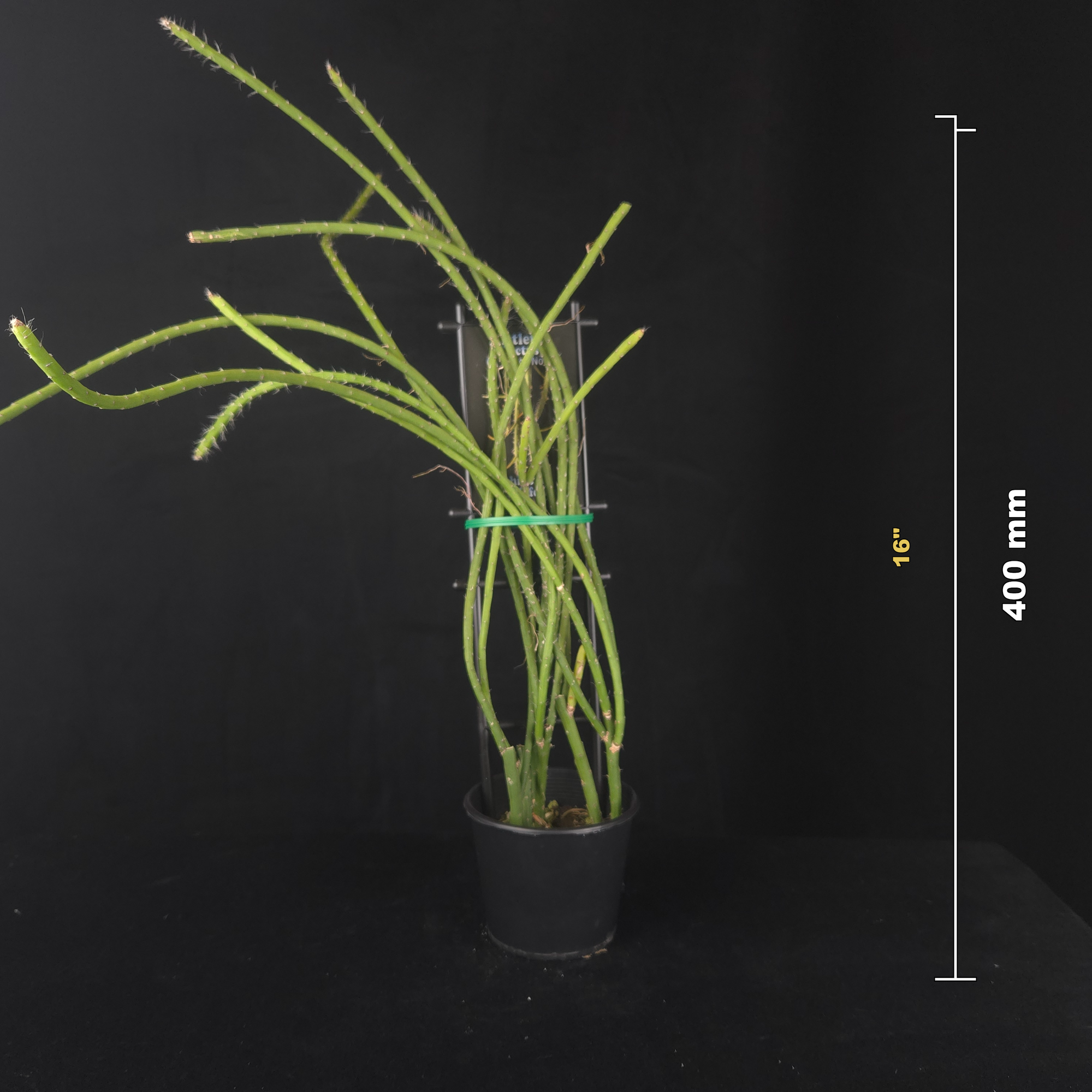Rhipsalis flagelliformis - Mistletoe Cactus (WA - Prohibited)