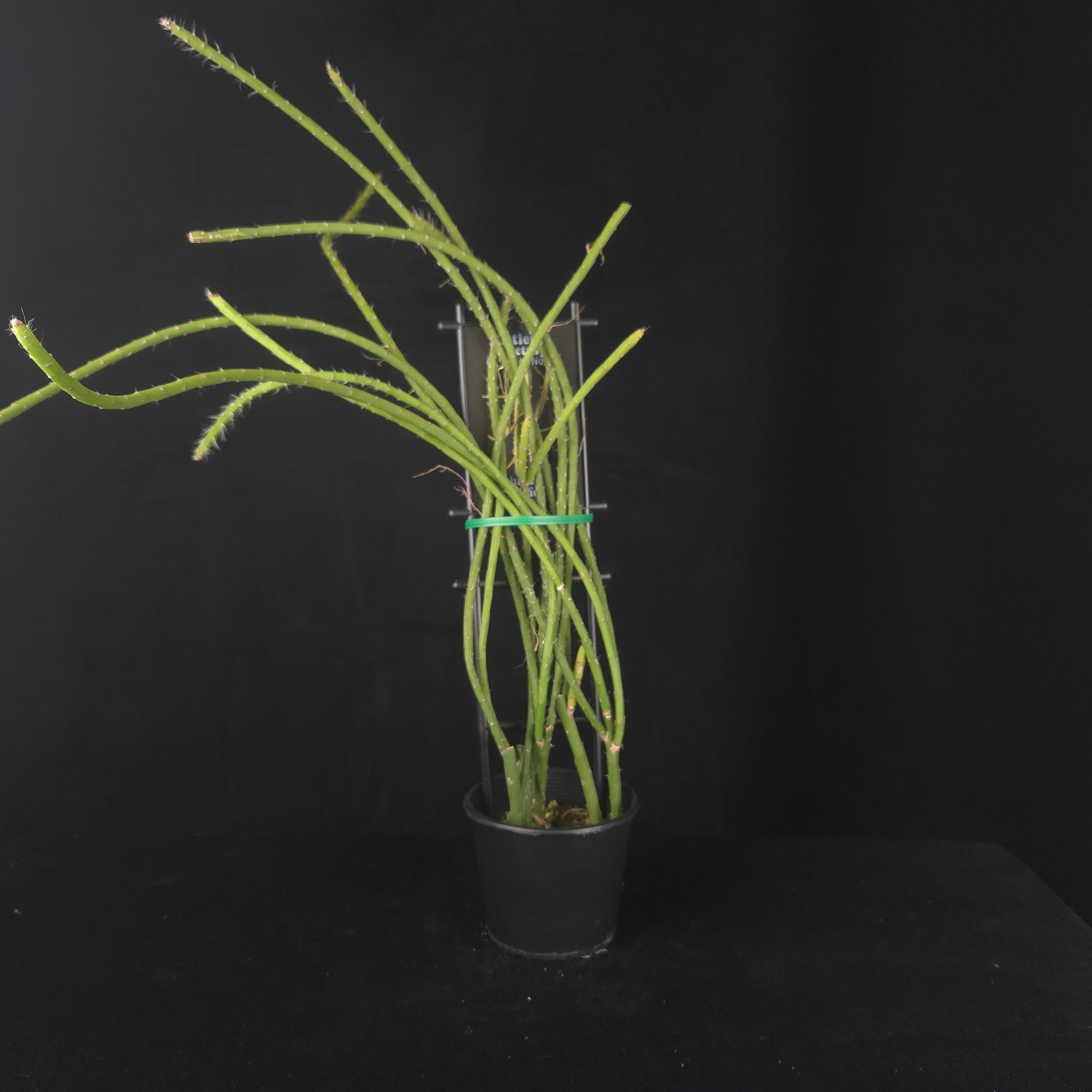 Rhipsalis flagelliformis - Mistletoe Cactus (WA - Prohibited)