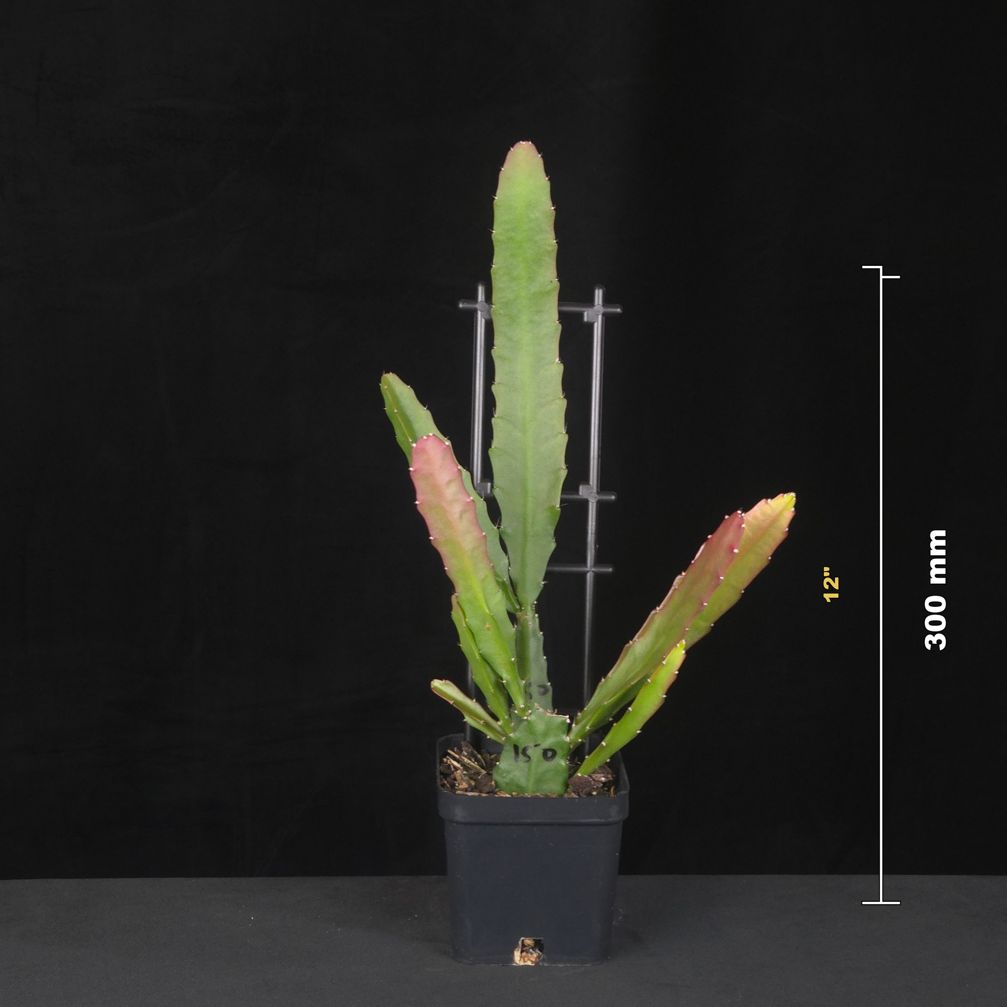 Potted Epiphyllum ackermannii with height measurement guide.