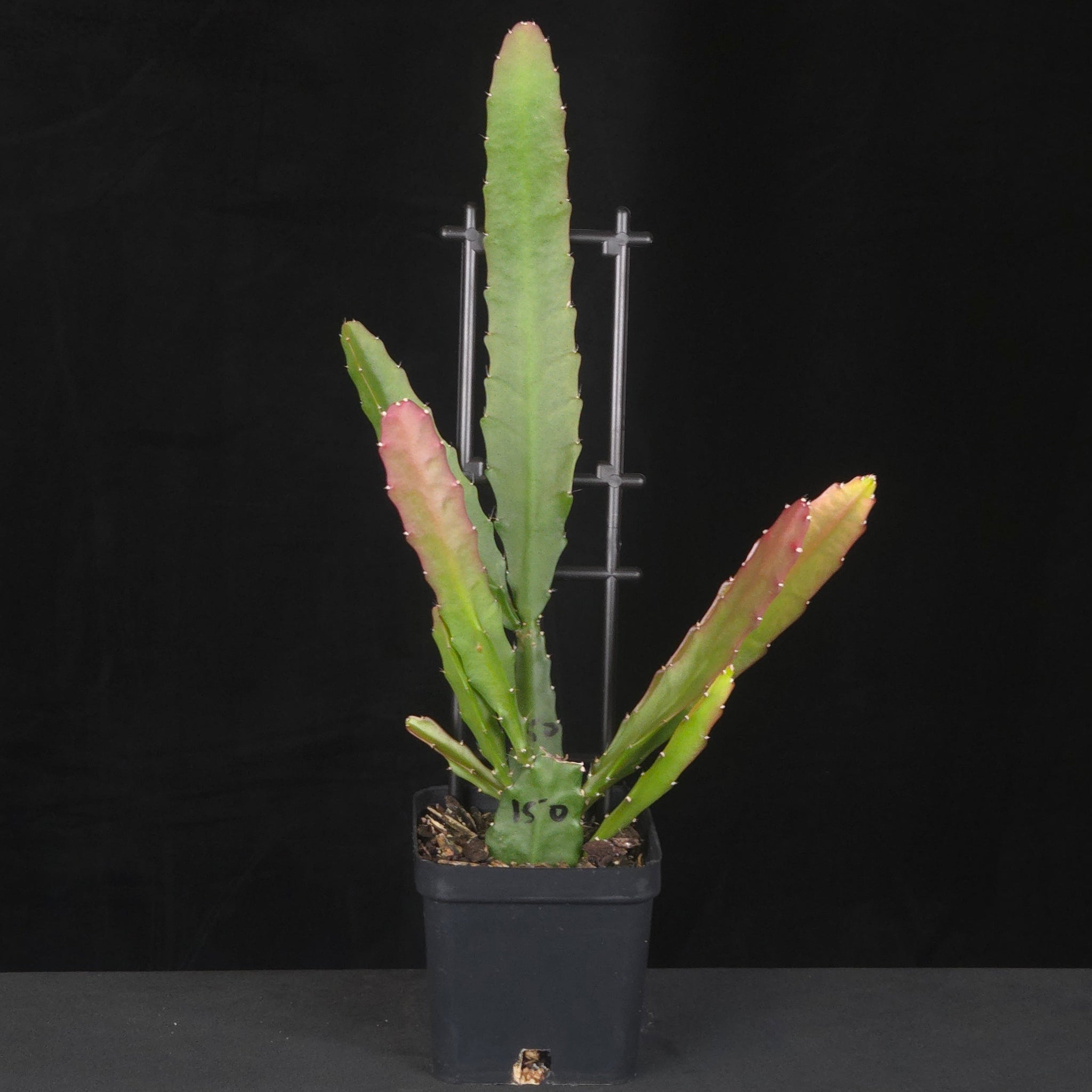 Potted Epiphyllum ackermannii with upright flattened green stems.