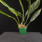 Stanhopea Hybrid – Large Established Plant