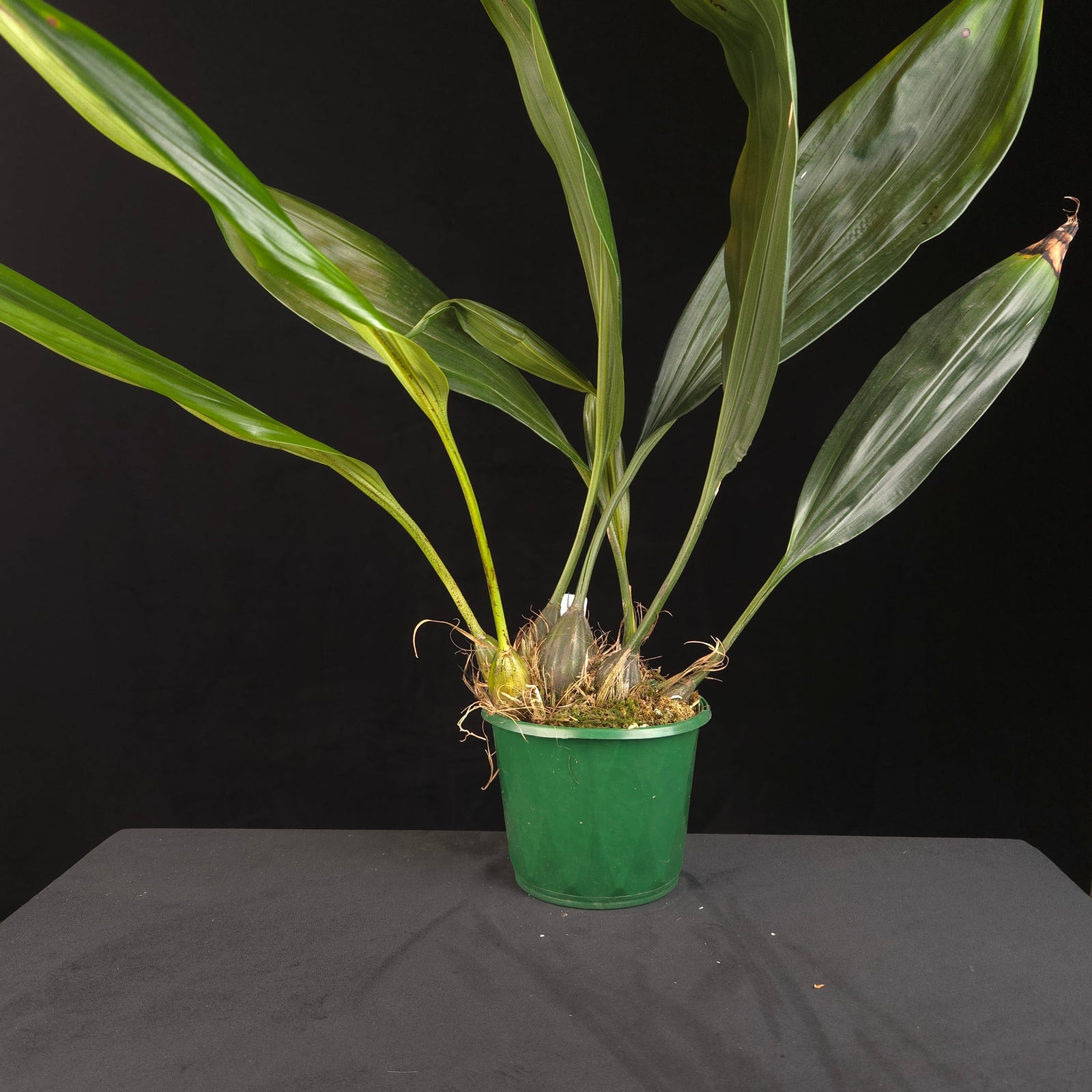Stanhopea Hybrid – Large Established Plant