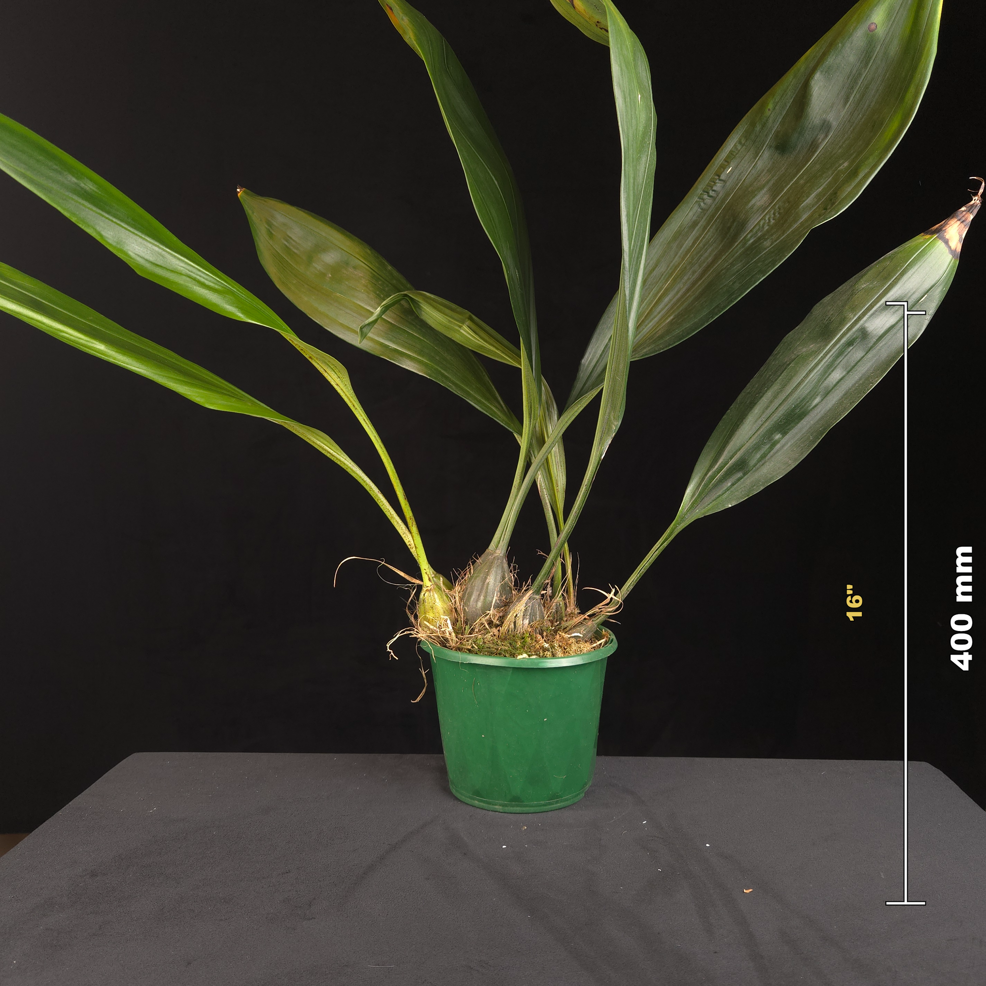 Stanhopea Hybrid – Large Established Plant