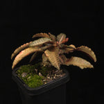 Euphorbia francoisii Hybrids (WA Prohibited) – Selected Juvenile Plants