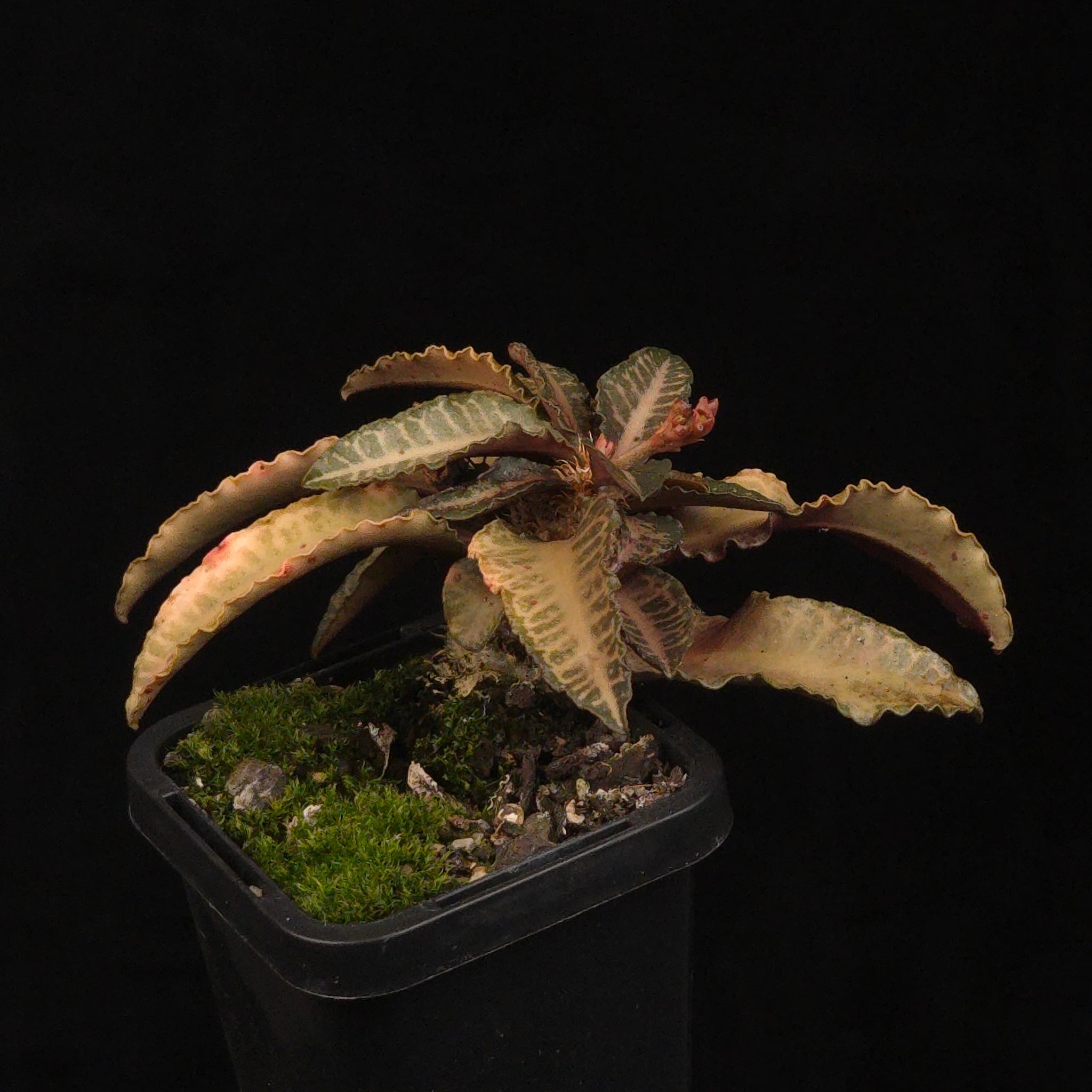 Euphorbia francoisii Hybrids (WA Prohibited) – Selected Juvenile Plants