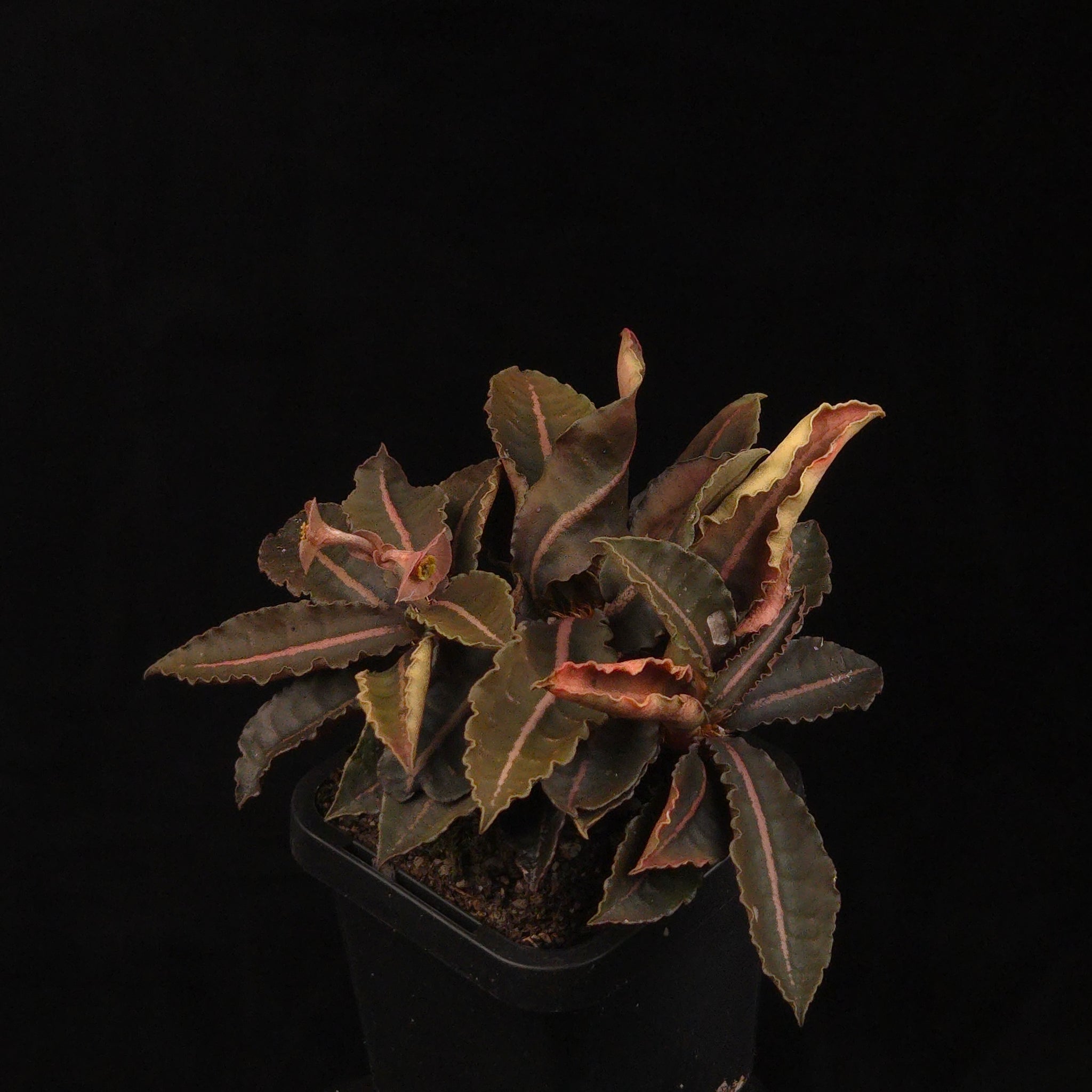Euphorbia francoisii Hybrids (WA Prohibited) – Selected Juvenile Plants