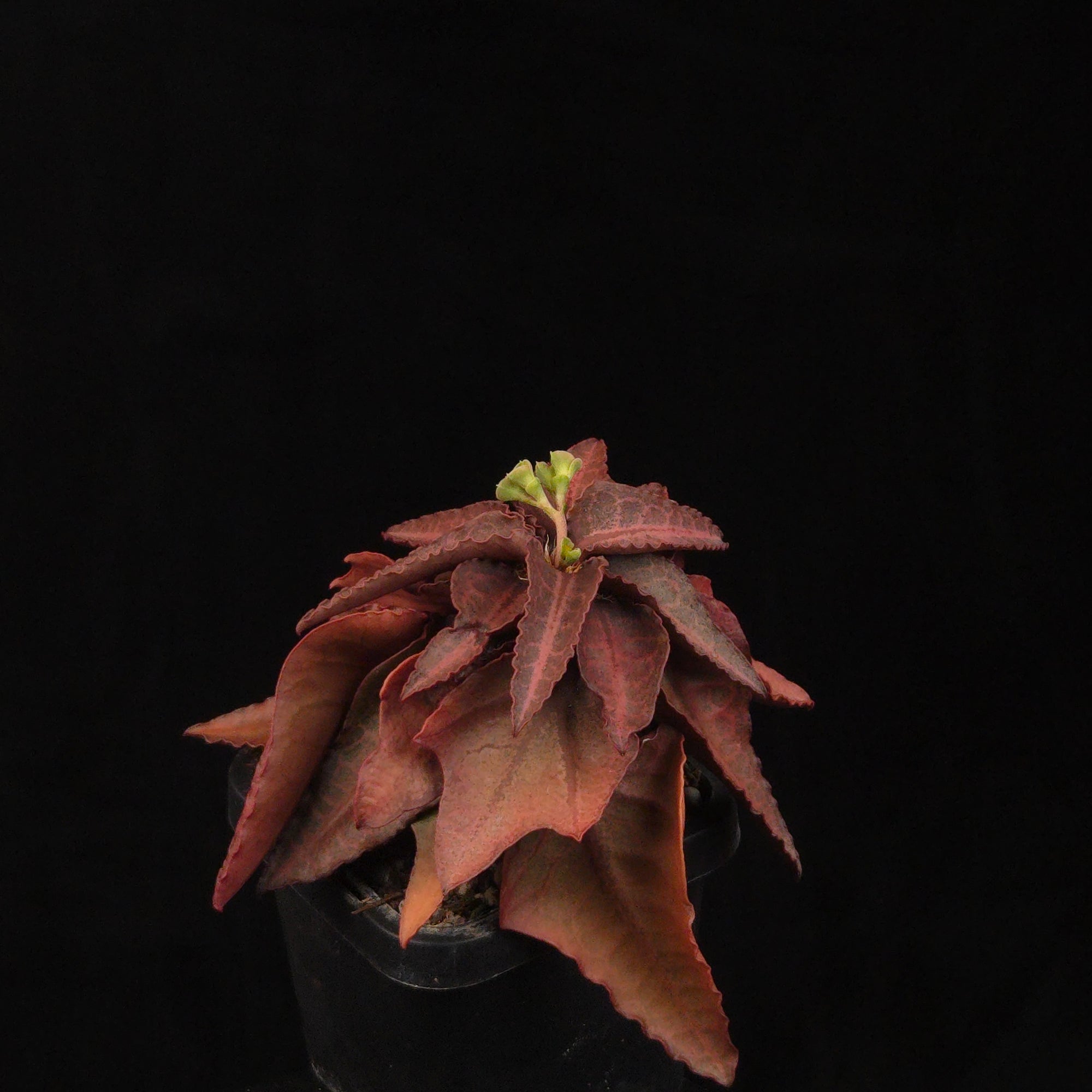 Euphorbia francoisii Hybrids (WA Prohibited) – Selected Juvenile Plants