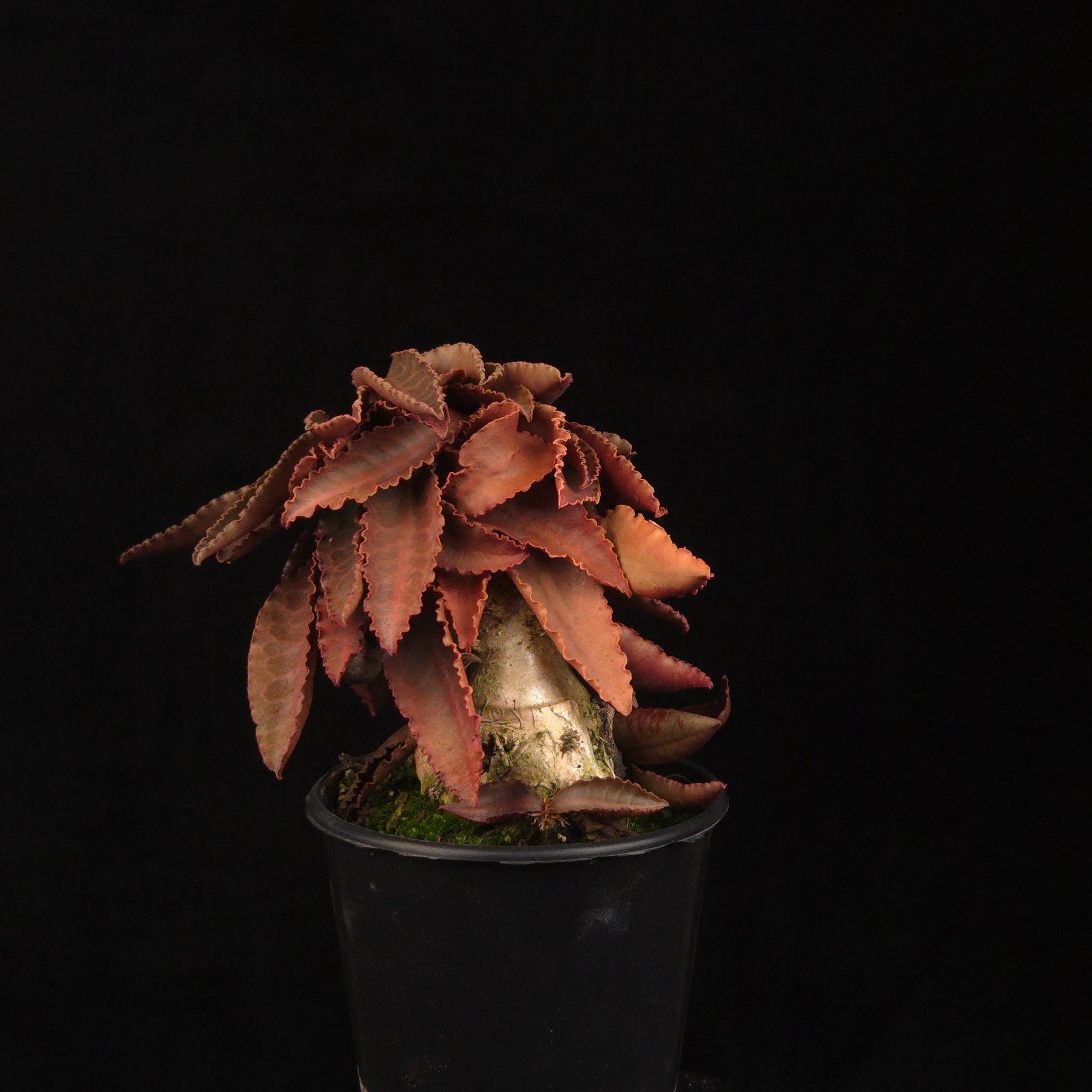 Euphorbia francoisii (WA Prohibited) – Mature Caudex Specimen Plants