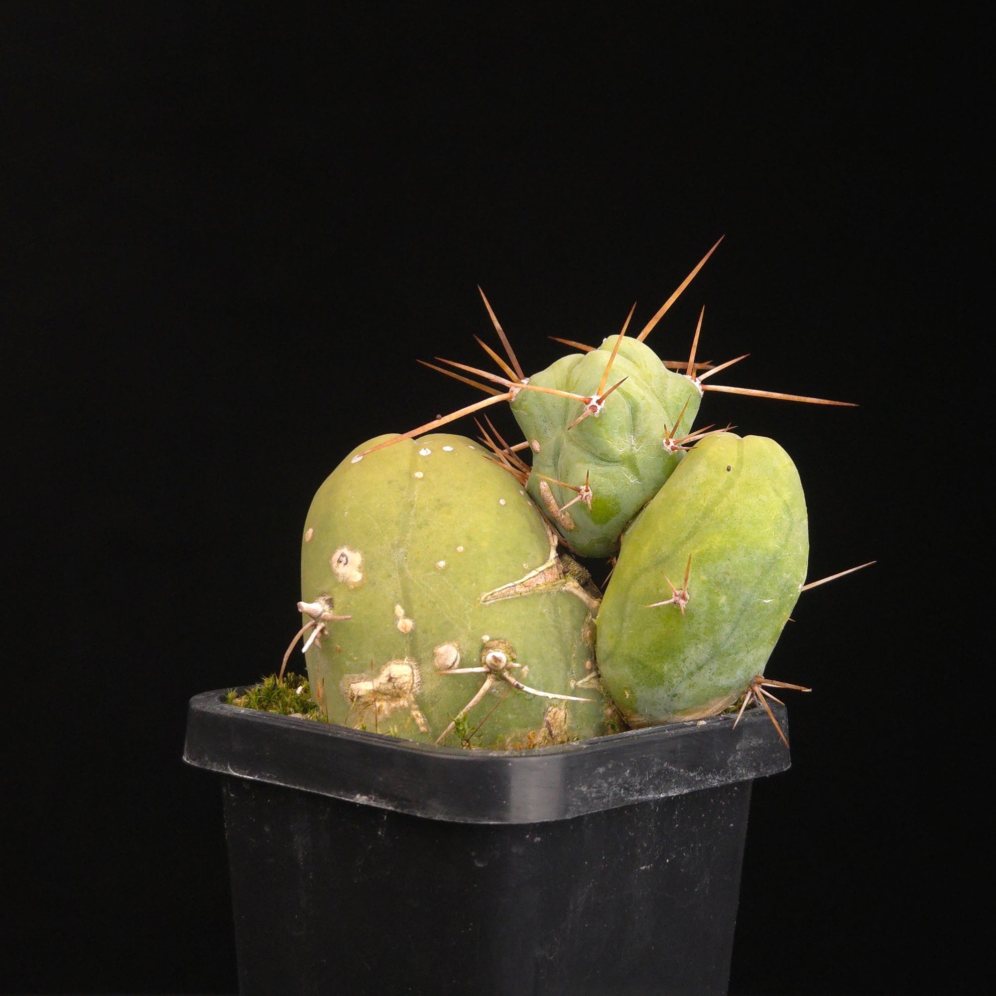 Trichocereus bridgesii f. monstrosa (Penis Cactus)
