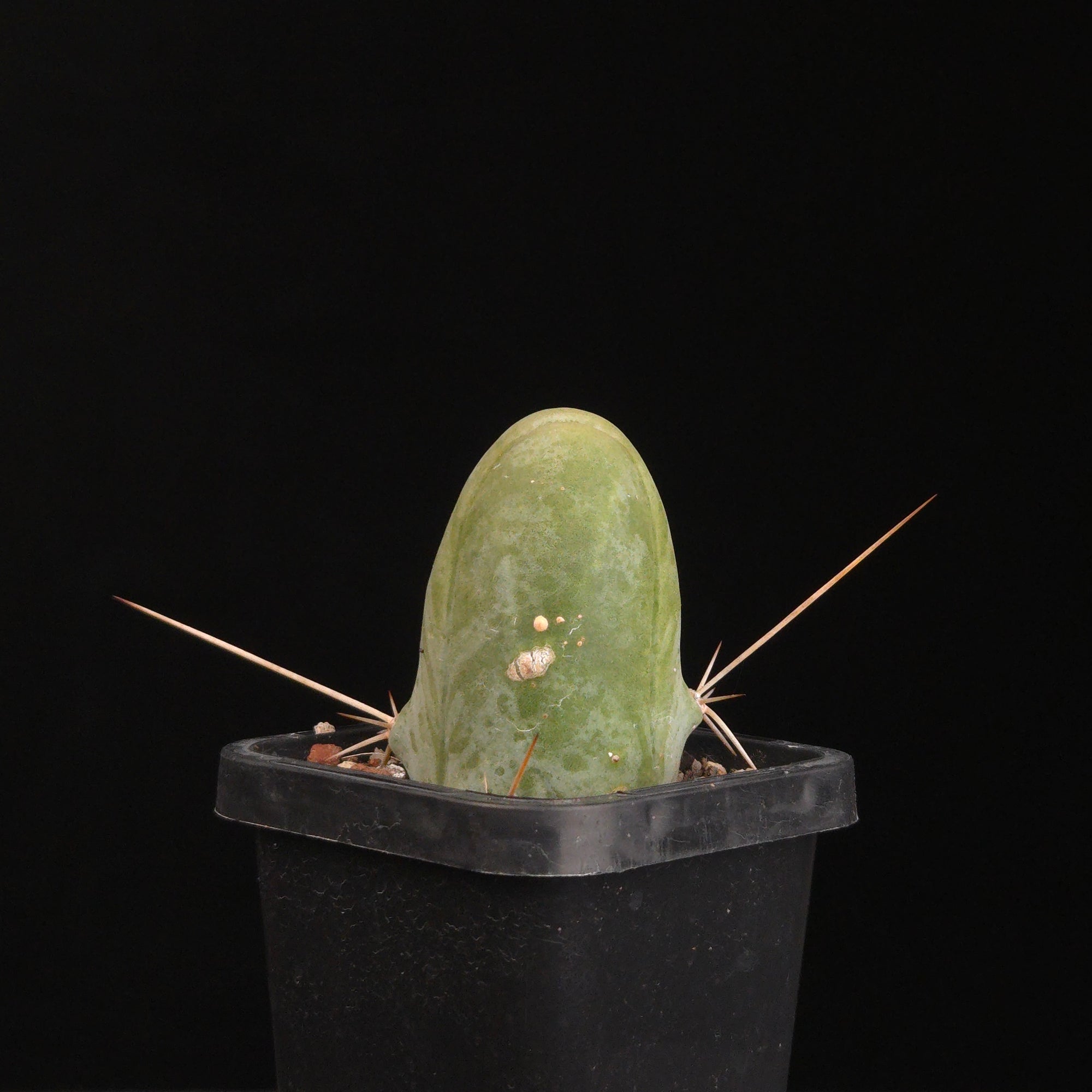 Trichocereus bridgesii f. monstrosa (Penis Cactus)