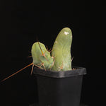 Trichocereus bridgesii f. monstrosa (Penis Cactus)