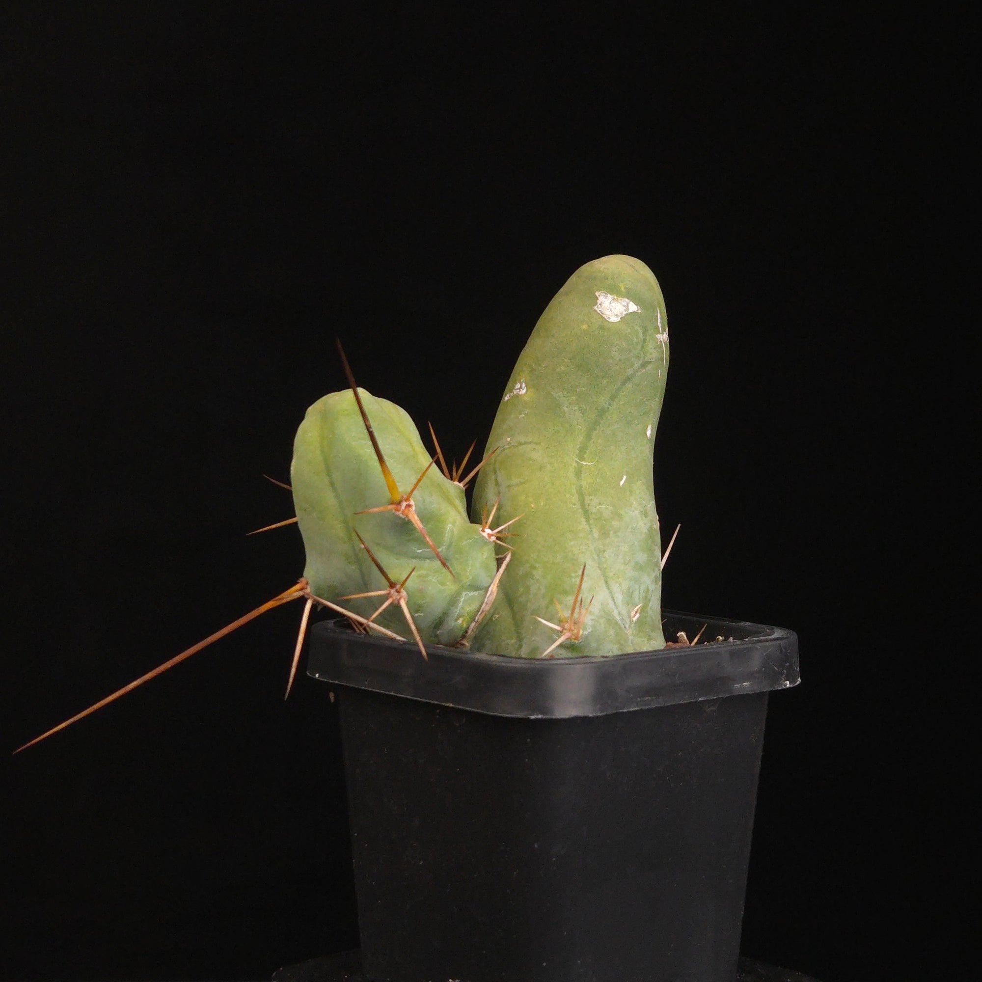 Trichocereus bridgesii f. monstrosa (Penis Cactus)