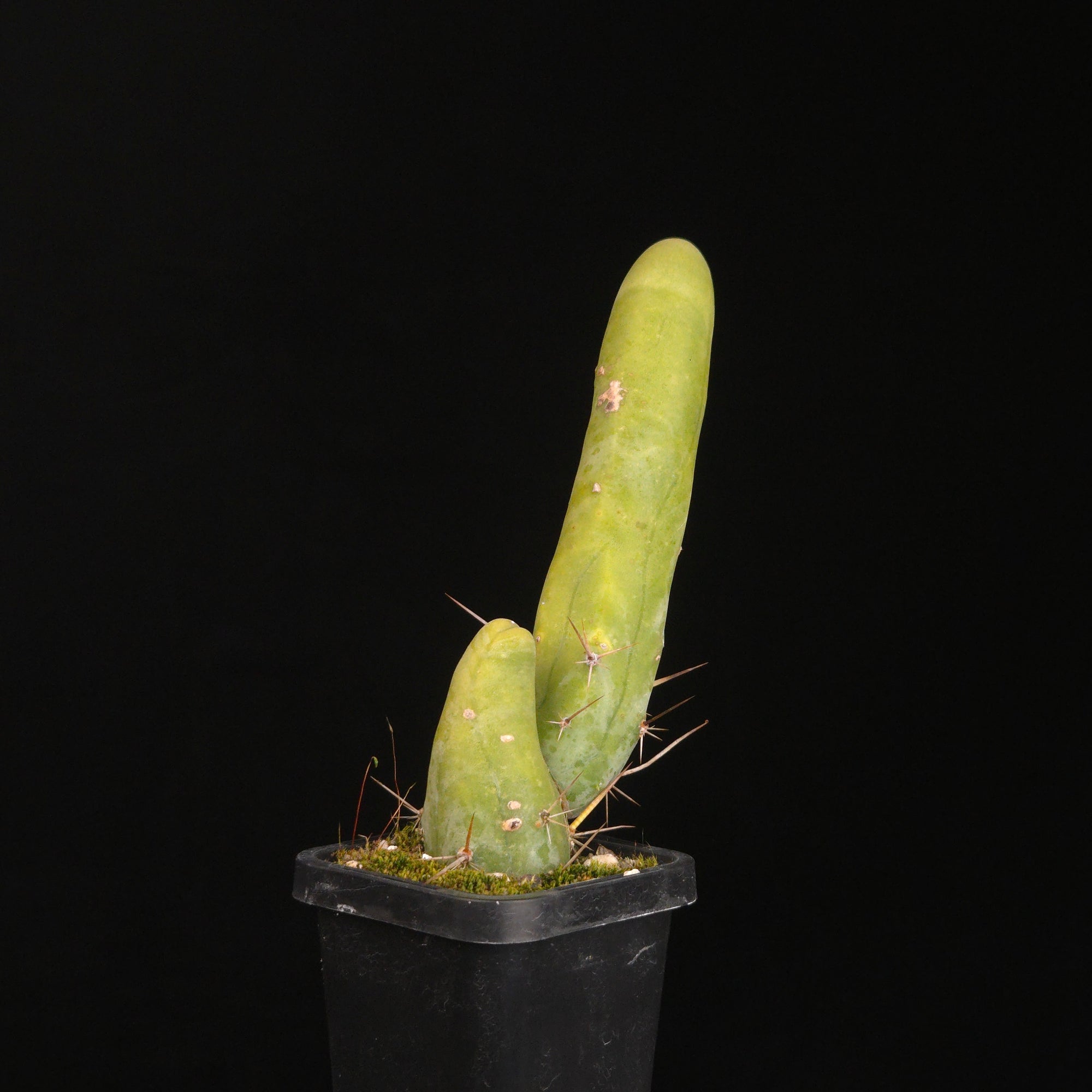 Trichocereus bridgesii f. monstrosa (Penis Cactus)