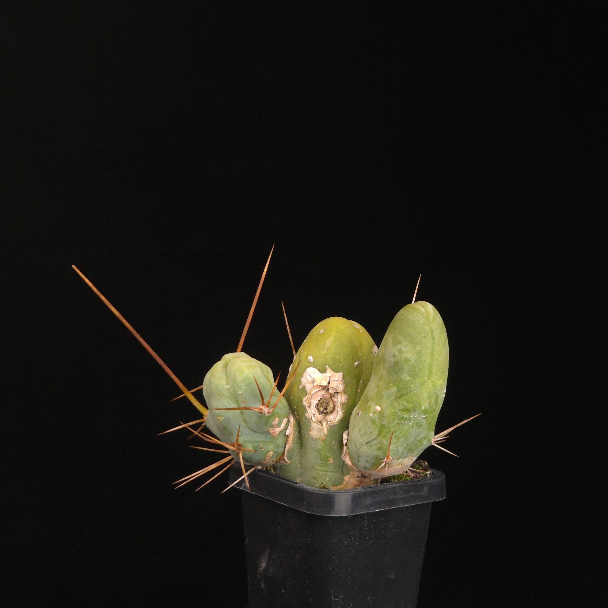 Trichocereus bridgesii f. monstrosa (Penis Cactus)