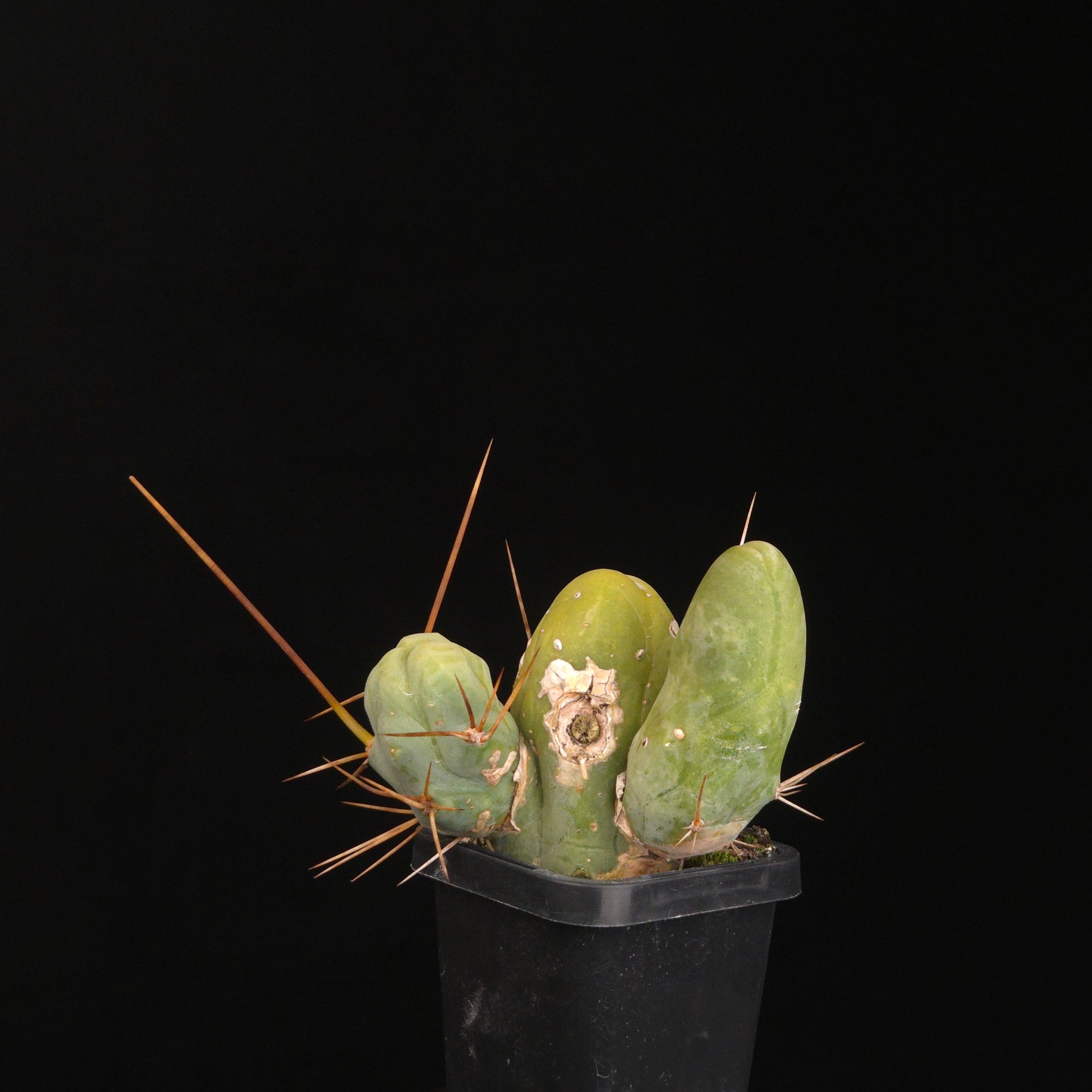 Trichocereus bridgesii f. monstrosa (Penis Cactus)
