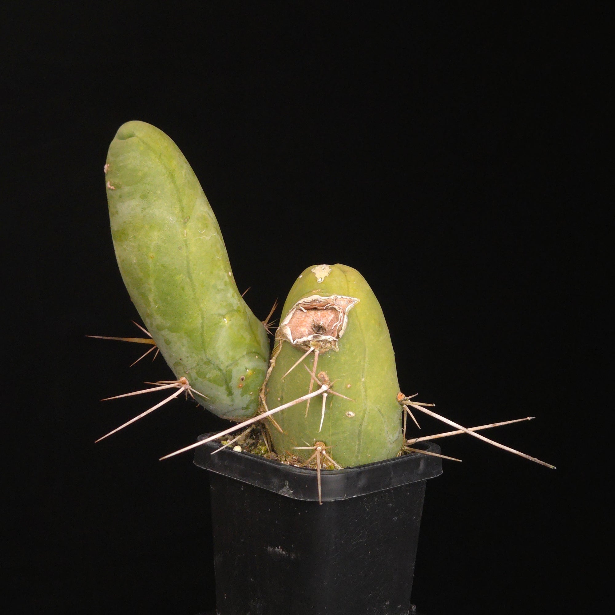 Trichocereus bridgesii f. monstrosa (Penis Cactus)