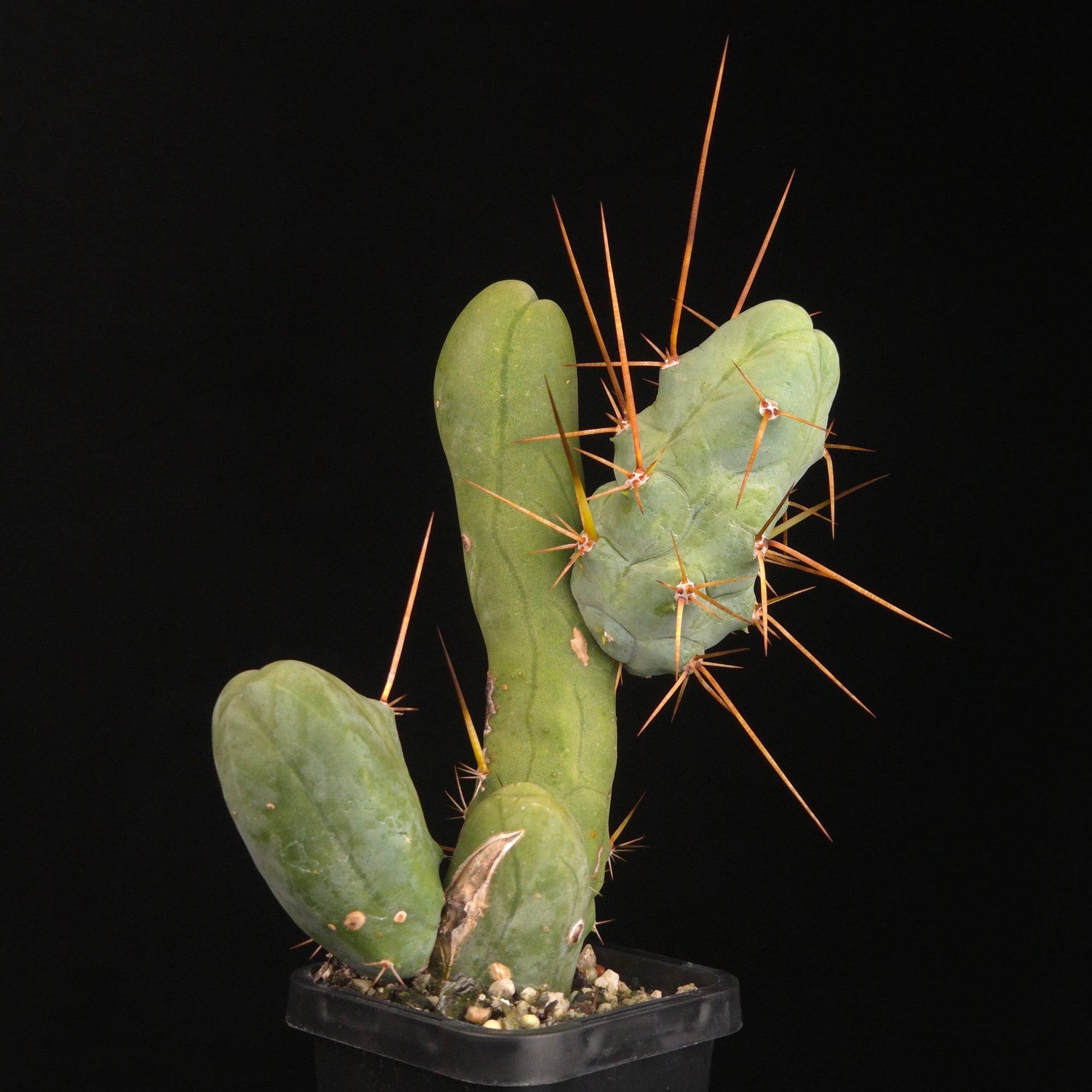 Trichocereus bridgesii f. monstrosa (Penis Cactus)