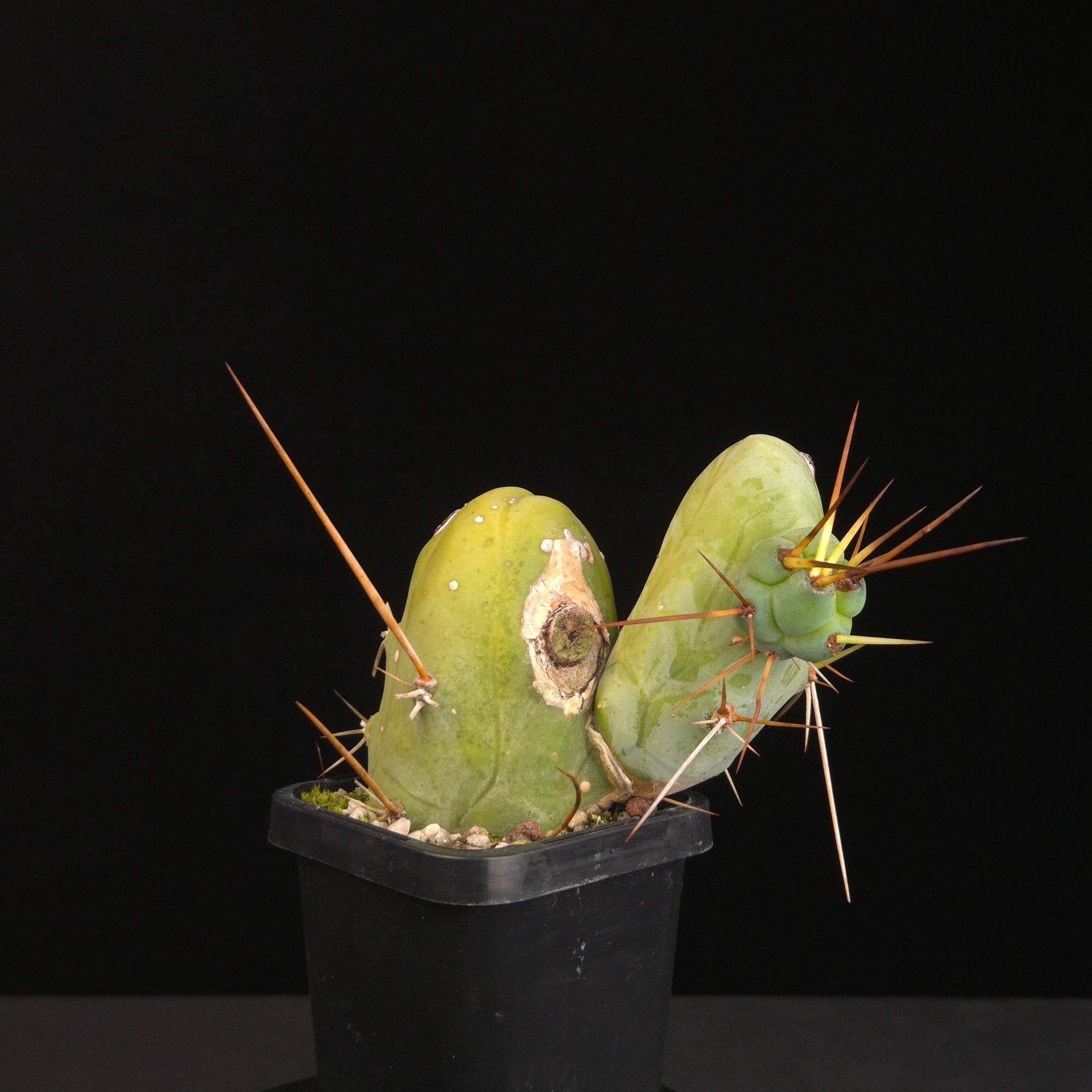Trichocereus bridgesii f. monstrosa (Penis Cactus)
