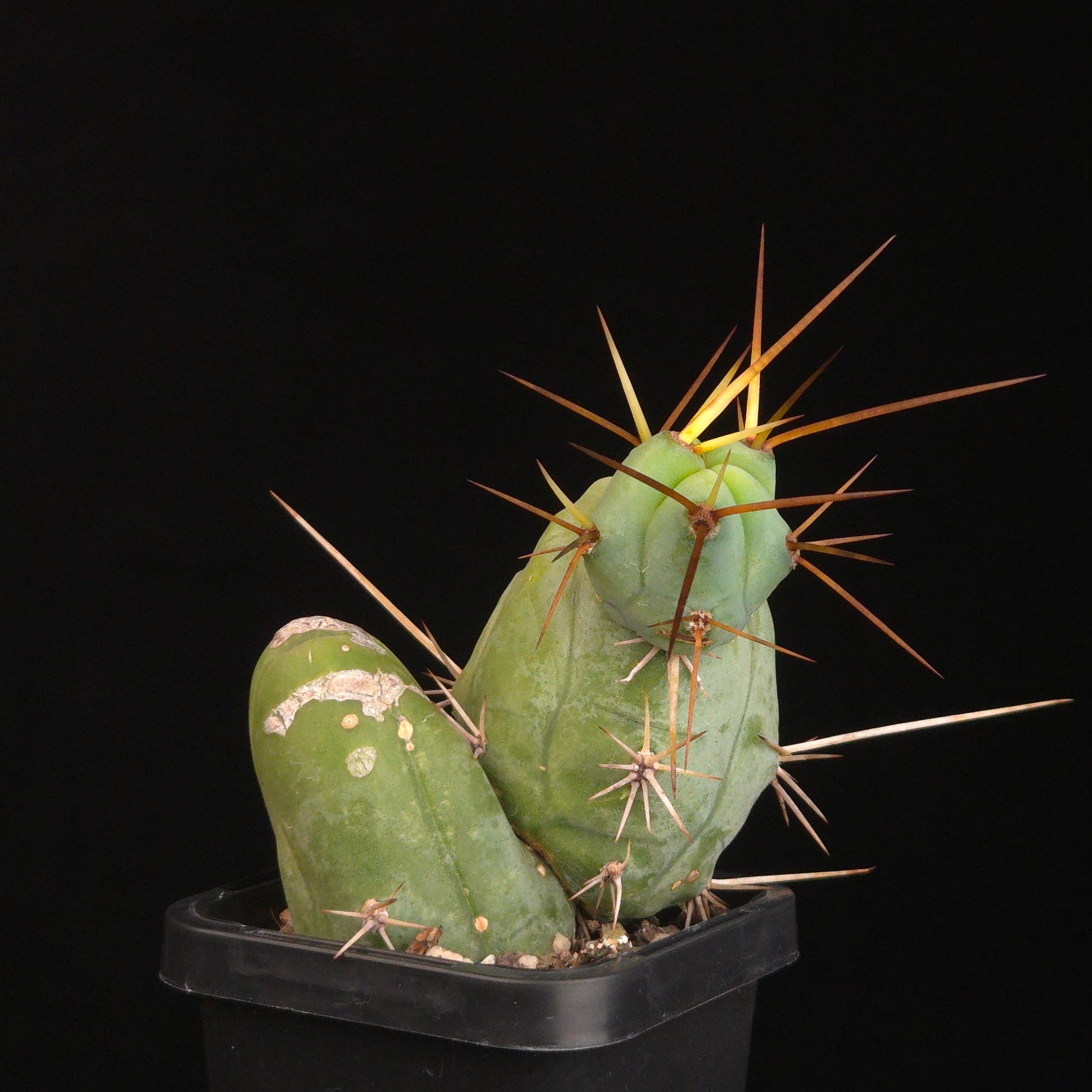 Trichocereus bridgesii f. monstrosa (Penis Cactus)
