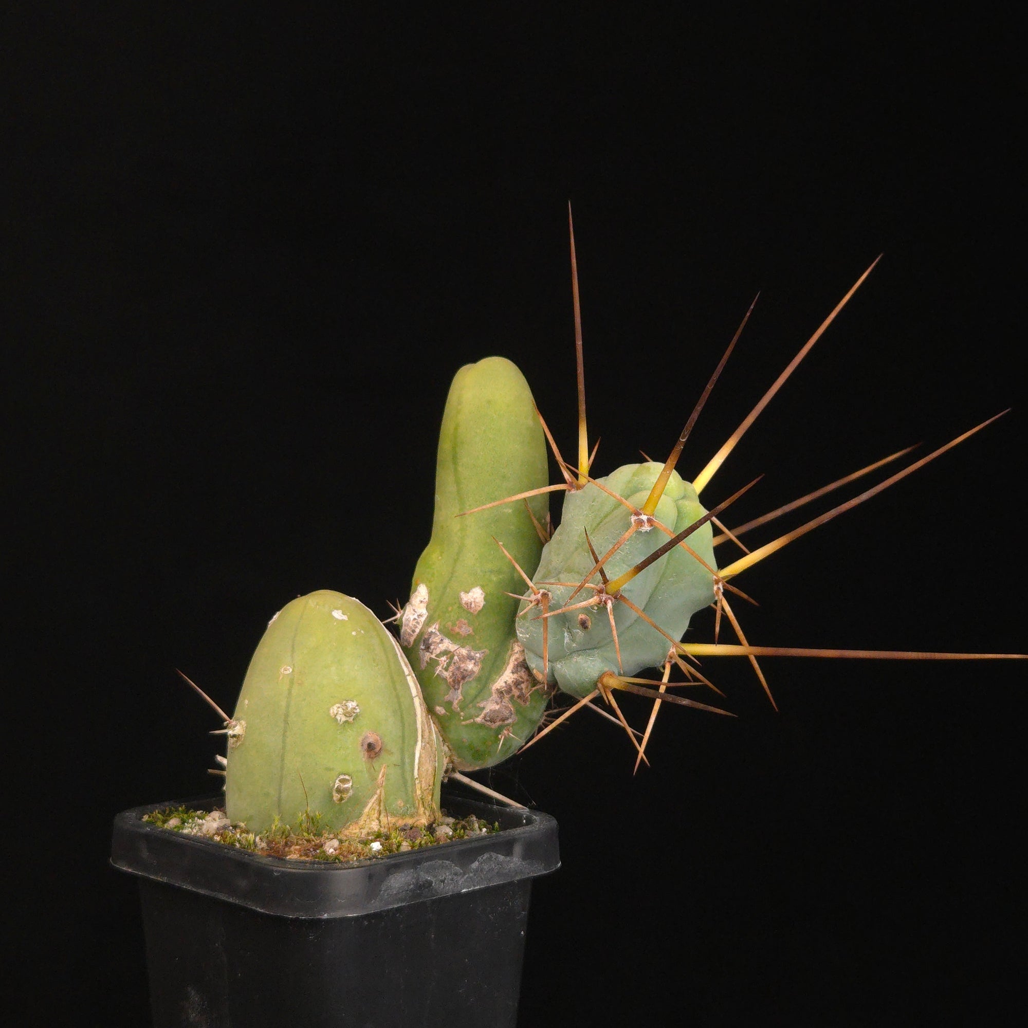 Trichocereus bridgesii f. monstrosa (Penis Cactus)