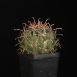 Ferocactus wislizeni f. variegata