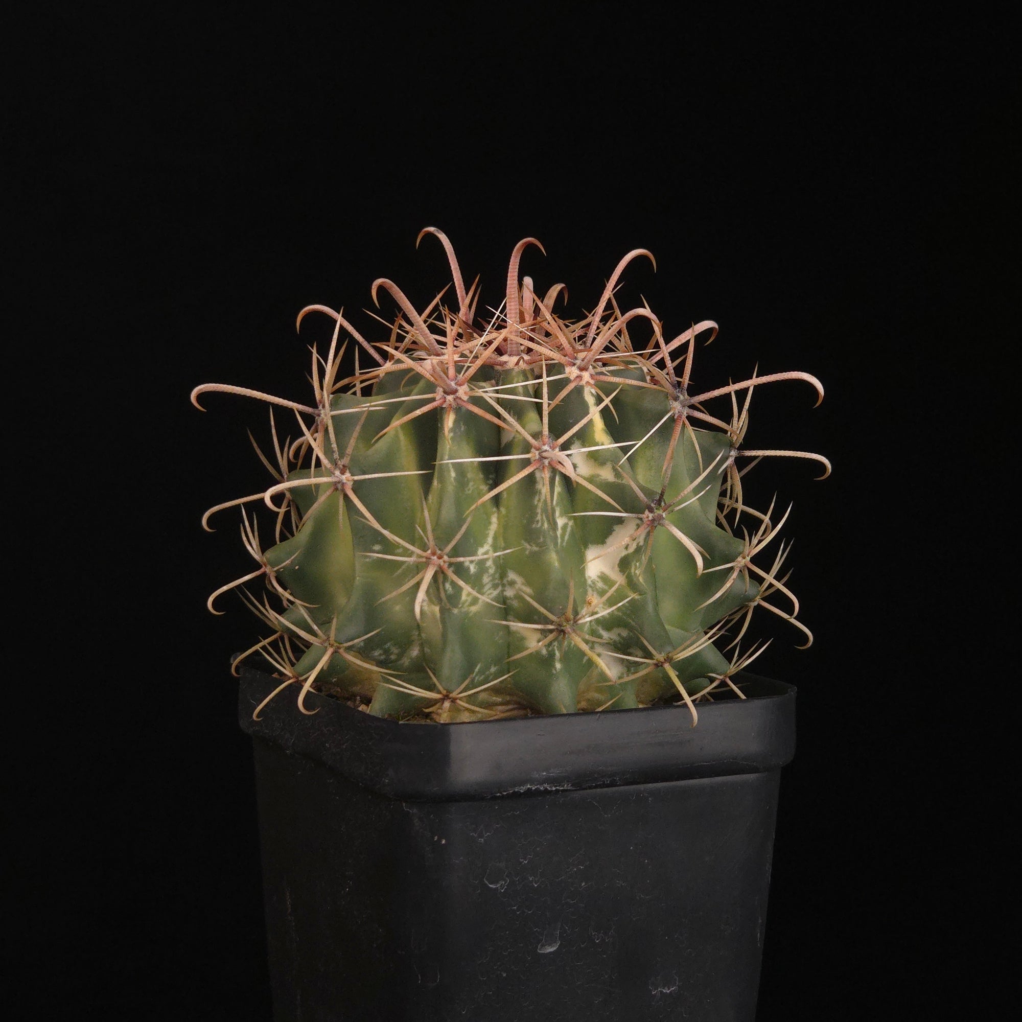 Ferocactus wislizeni f. variegata