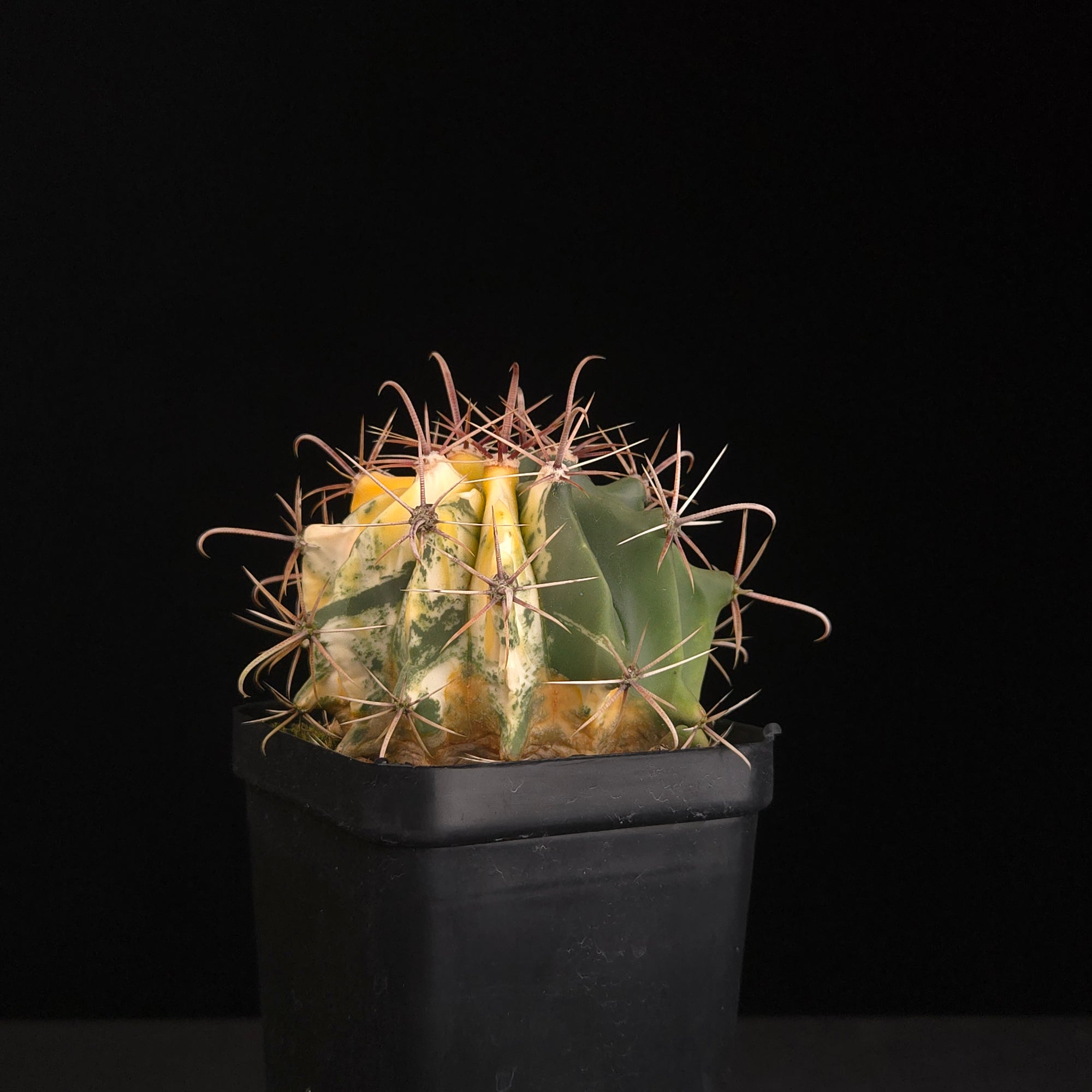 Ferocactus wislizeni f. variegata