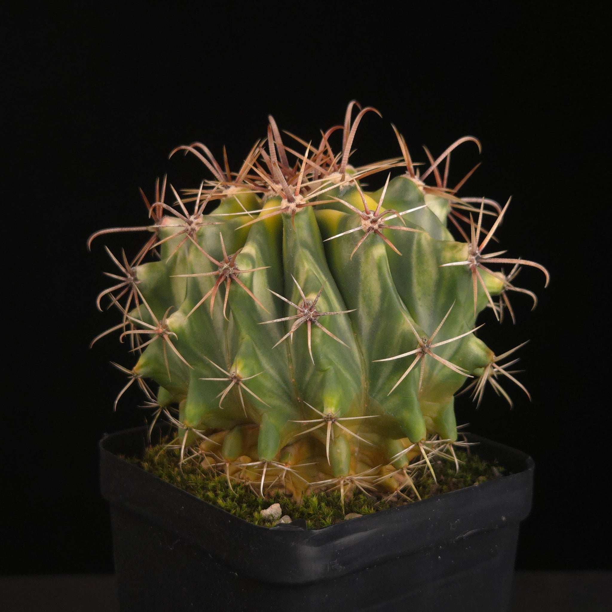 Ferocactus wislizeni f. variegata
