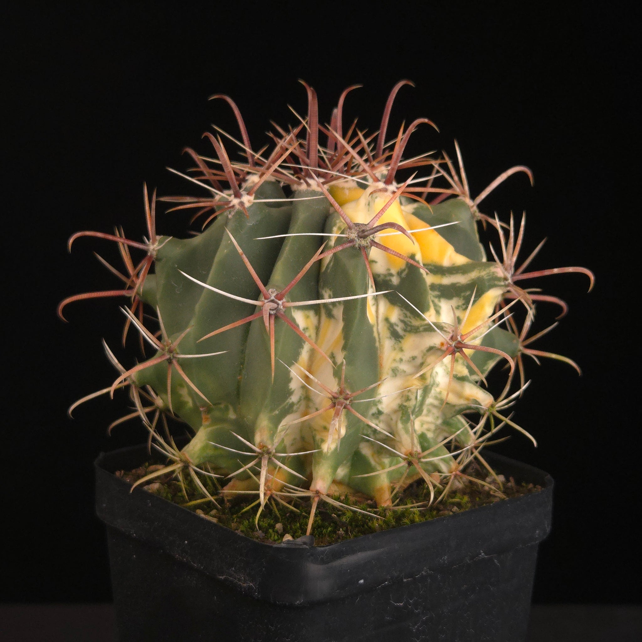 Ferocactus wislizeni f. variegata