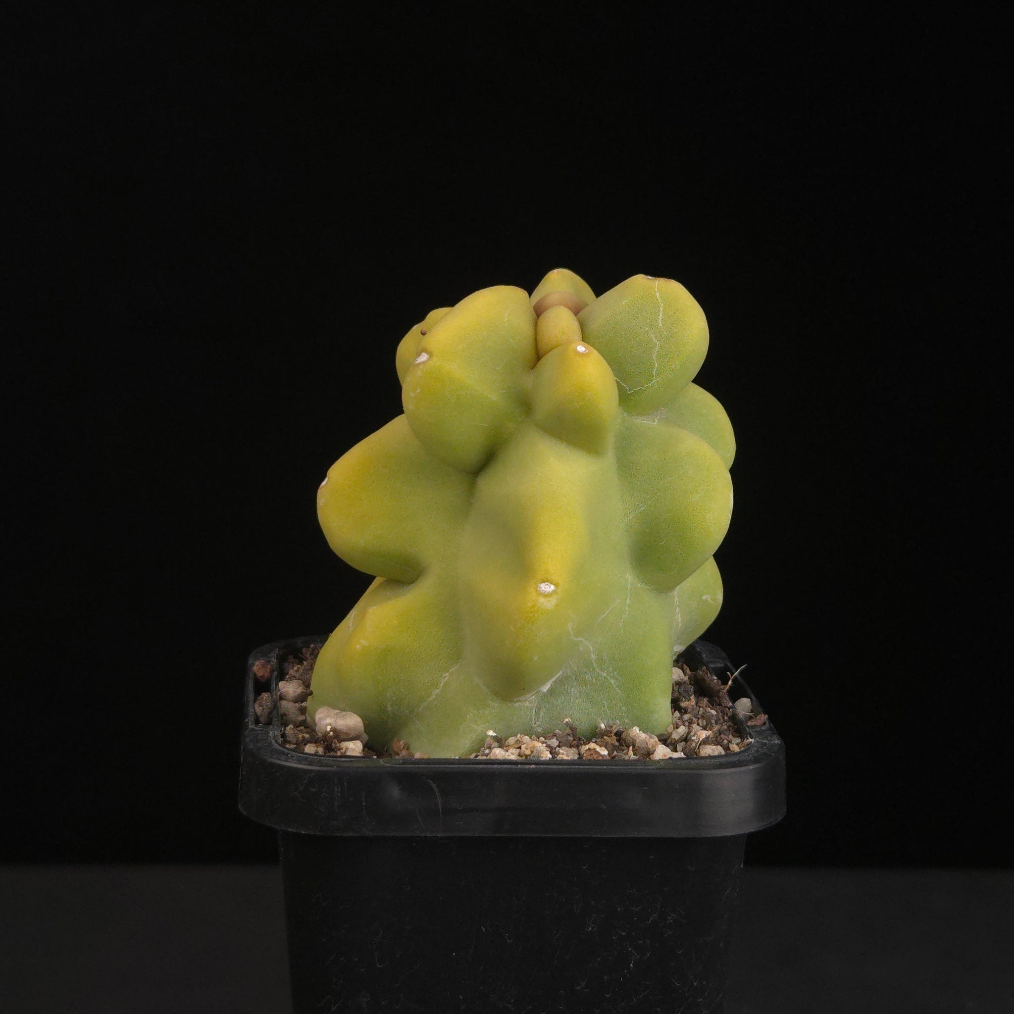 Lophocereus schottii (syn. Pachycereus)