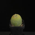 Lophocereus schottii (syn. Pachycereus)