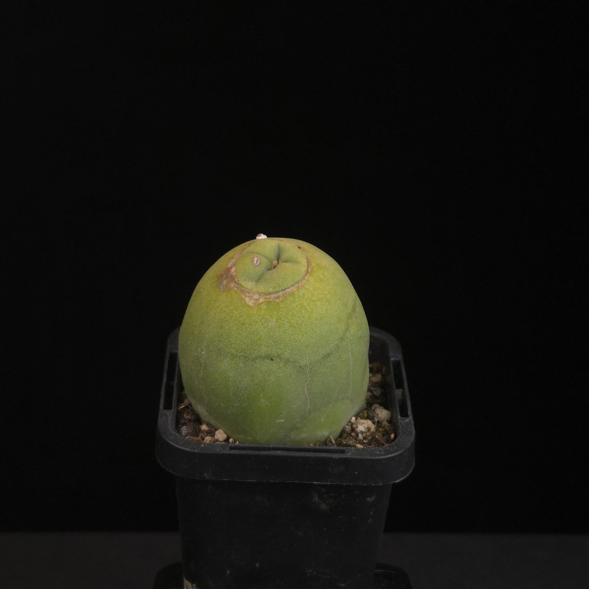 Lophocereus schottii (syn. Pachycereus)