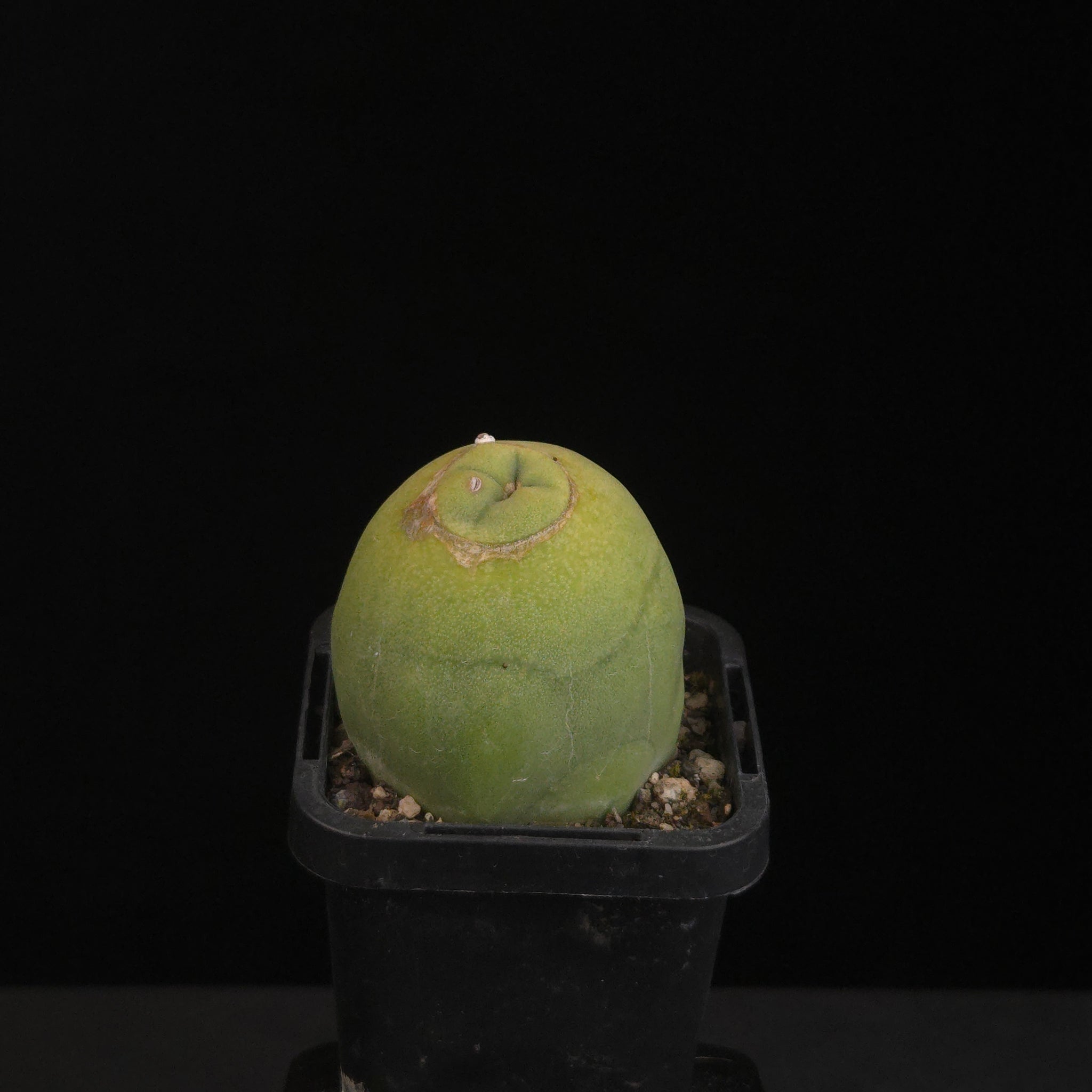 Lophocereus schottii (syn. Pachycereus)