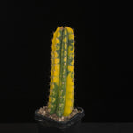 Echinopsis peruvianus f. variegata (syn. Echinopsis macrogona)