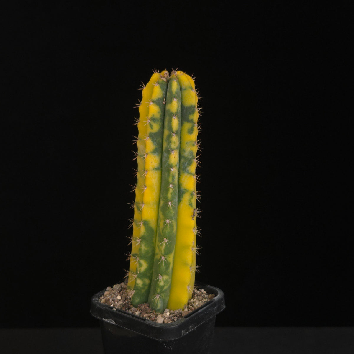 Echinopsis peruvianus f. variegata (syn. Echinopsis macrogona)