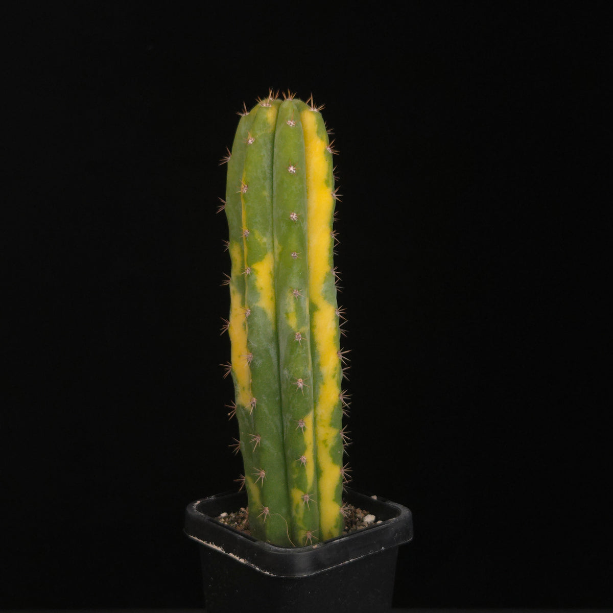 Echinopsis peruvianus f. variegata (syn. Echinopsis macrogona)