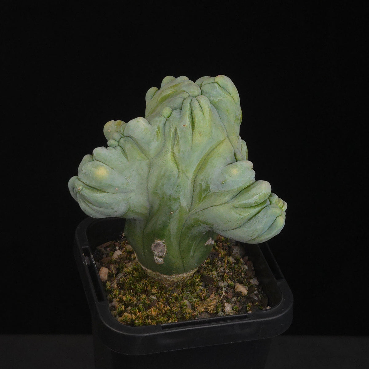 Myrtillocactus geometrizans cristata (Smooth Form)