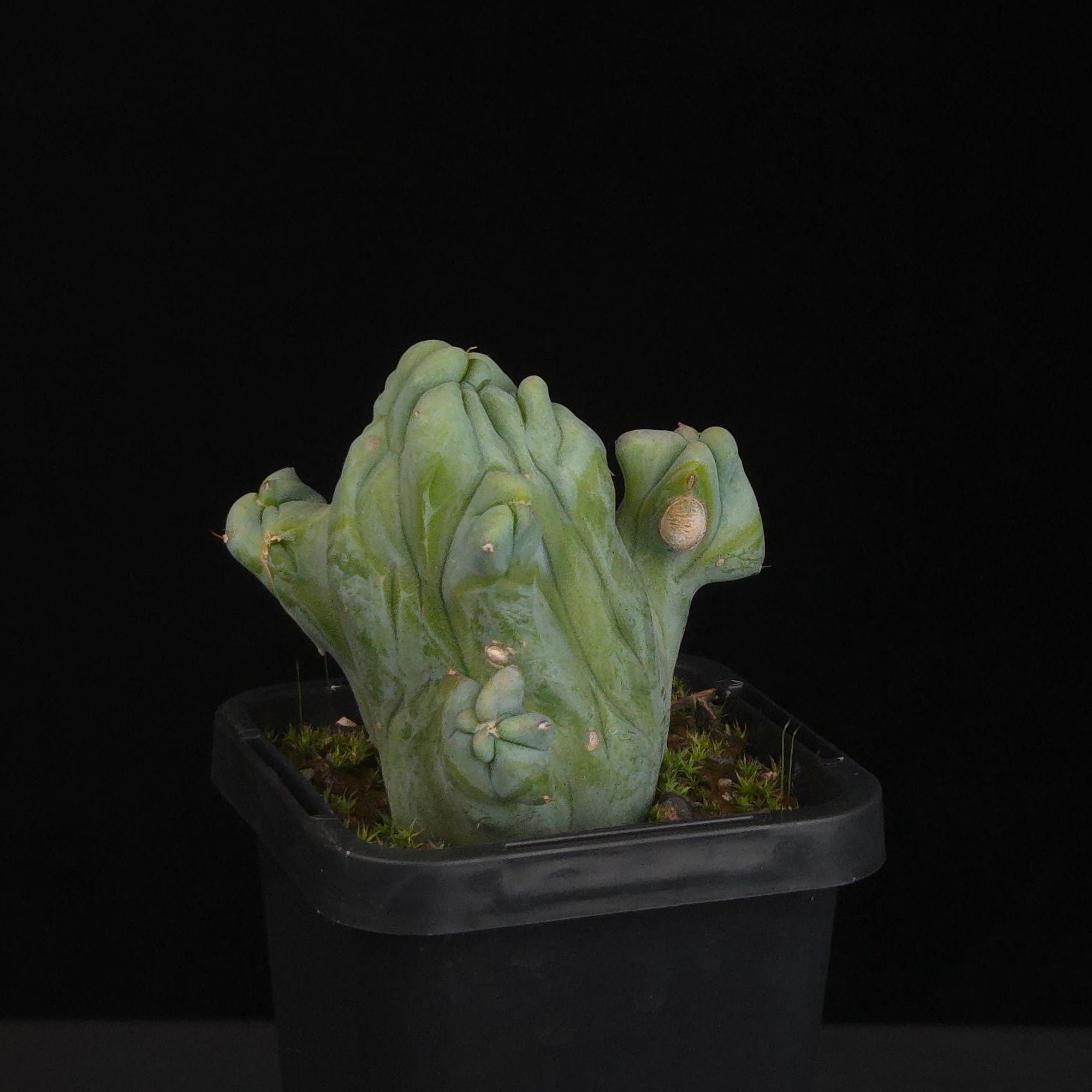 Myrtillocactus geometrizans cristata (Smooth Form)