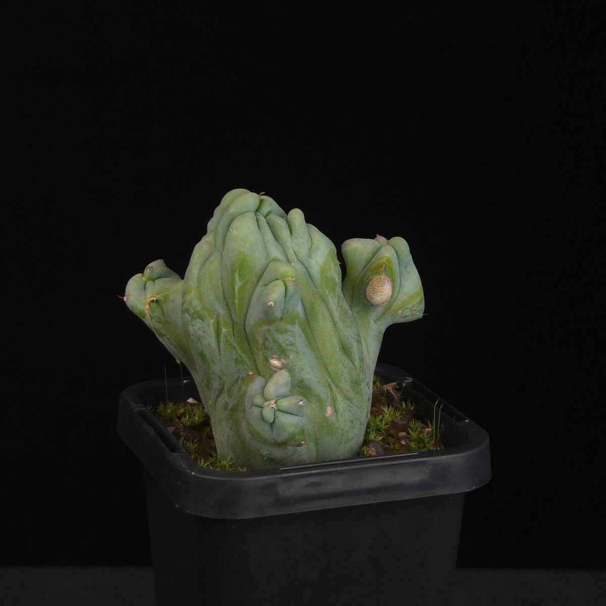 Myrtillocactus geometrizans cristata (Smooth Form)