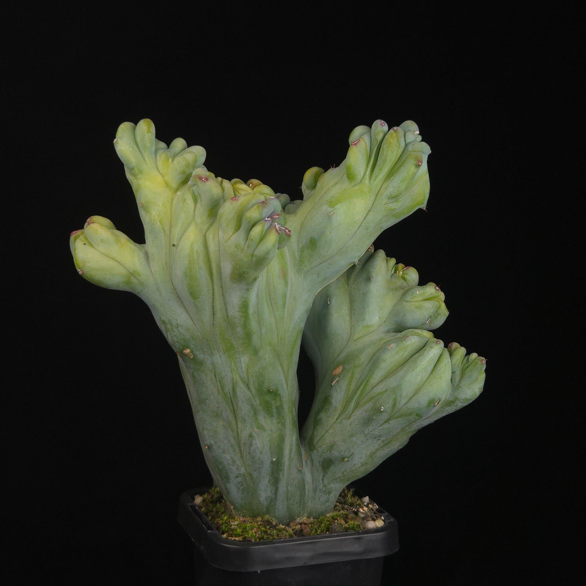 Myrtillocactus geometrizans cristata (Smooth Form)