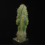 Cereus forbesii 'Spiralis'