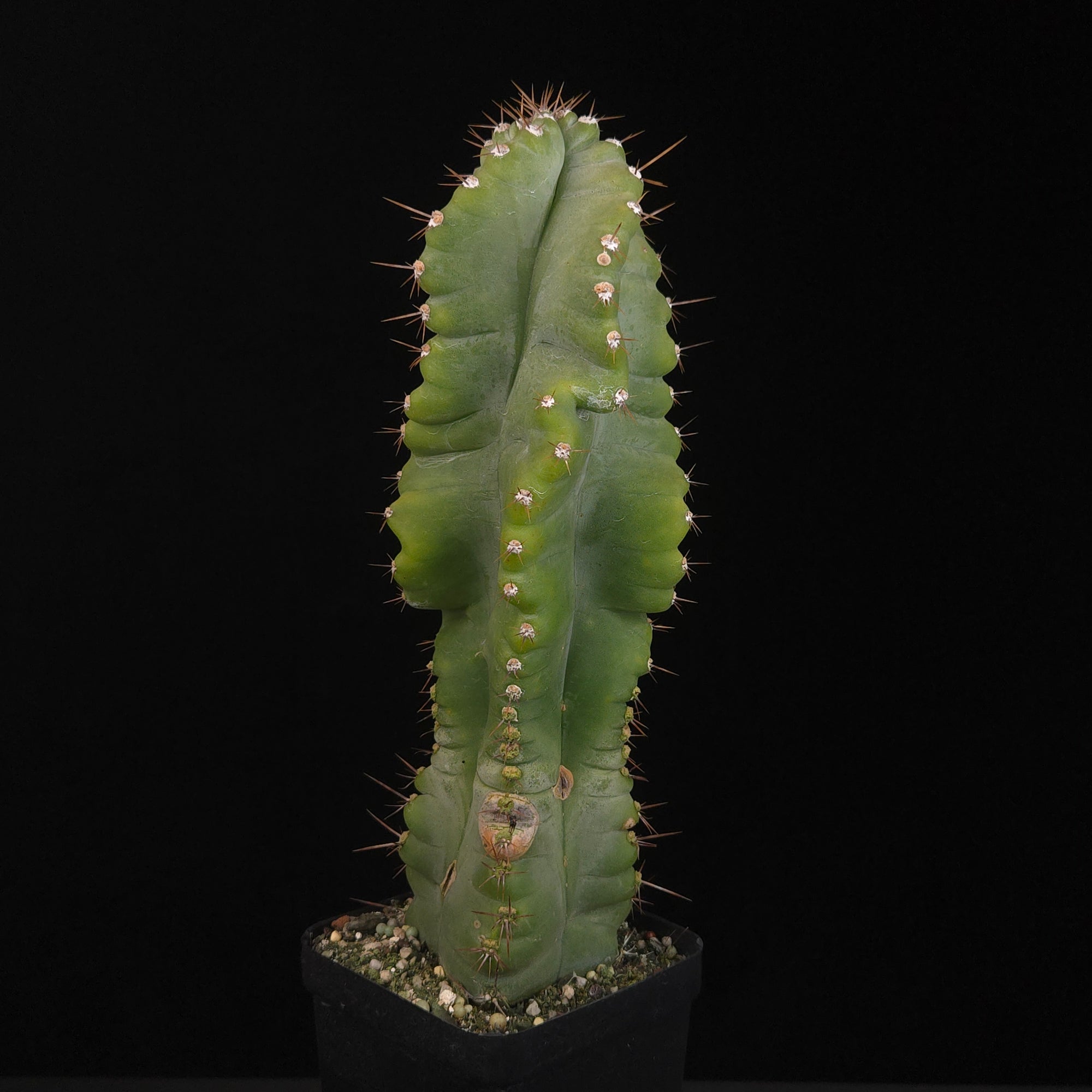 Cereus forbesii 'Spiralis'