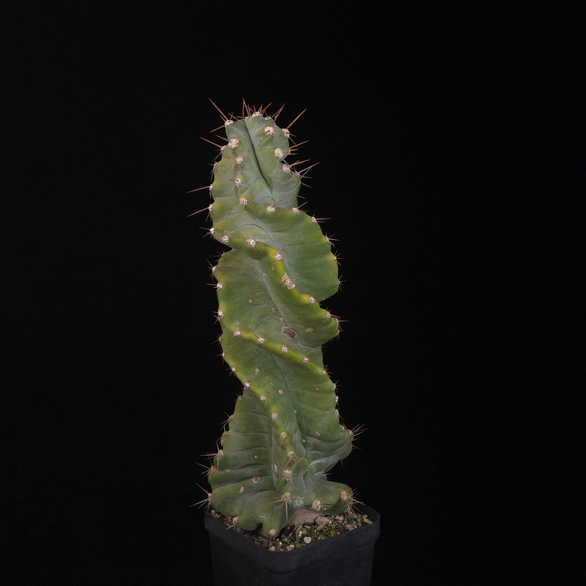 Cereus forbesii 'Spiralis'