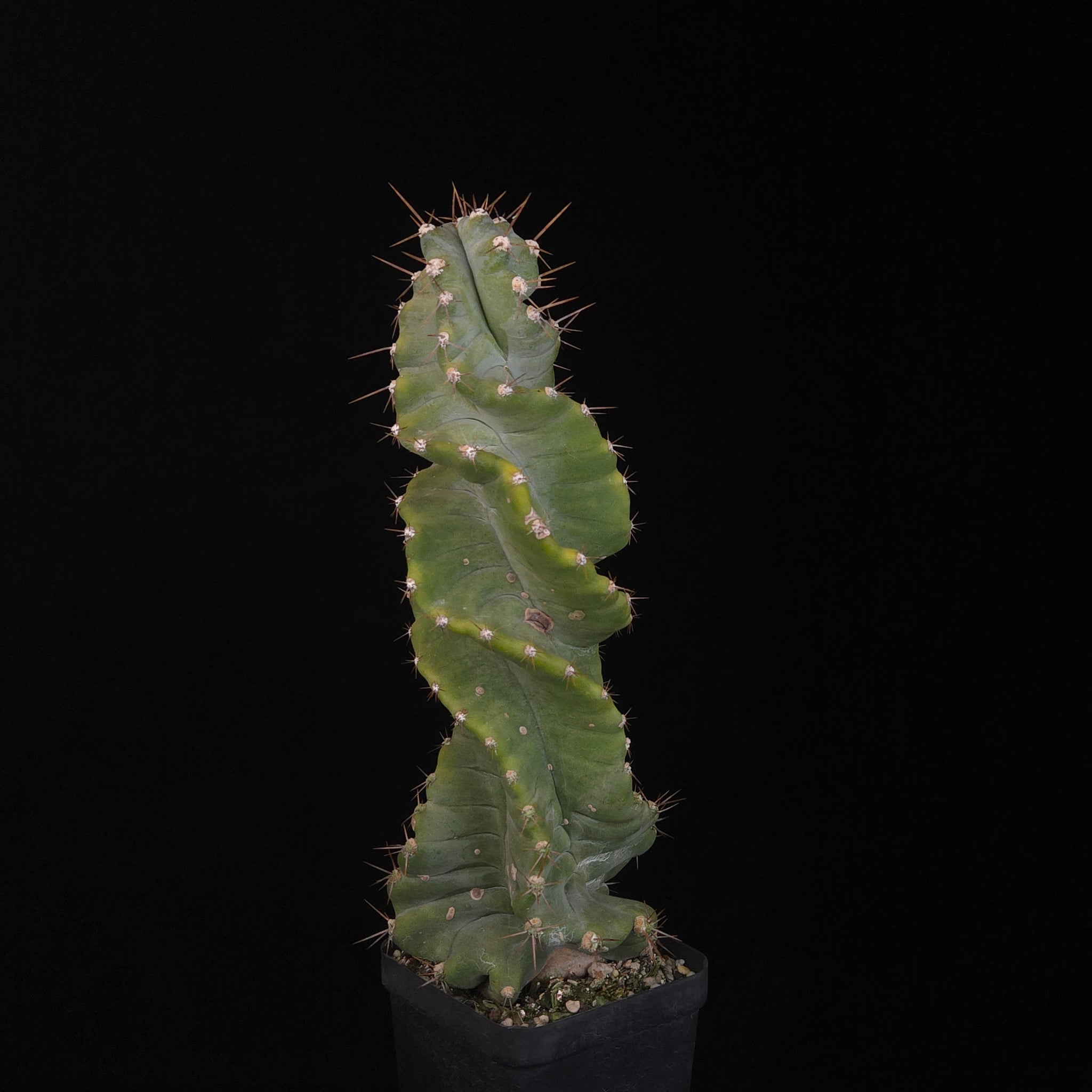 Cereus forbesii 'Spiralis'