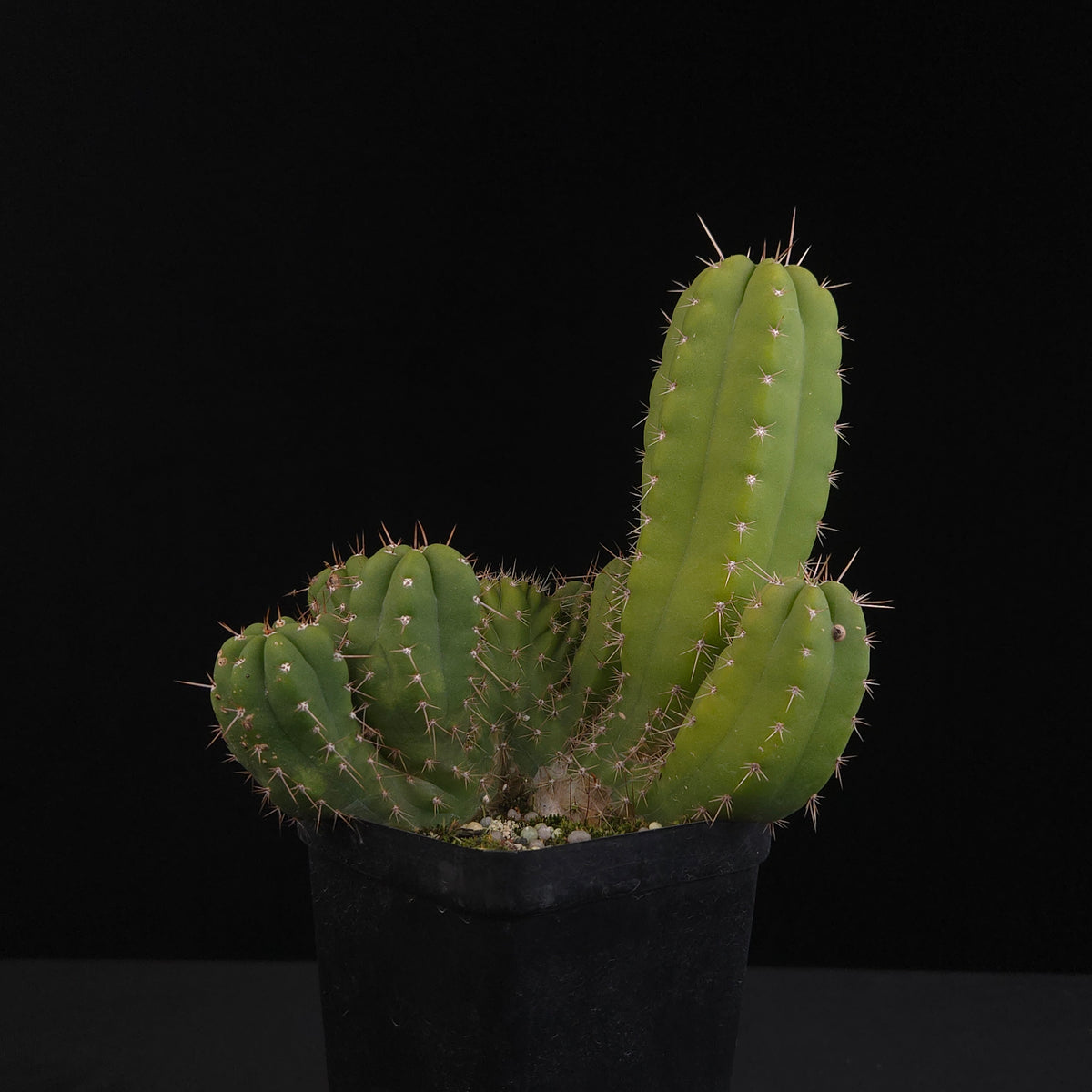 Trichocereus peruvianus 'Twister' (syn. Echinopsis macrogona)
