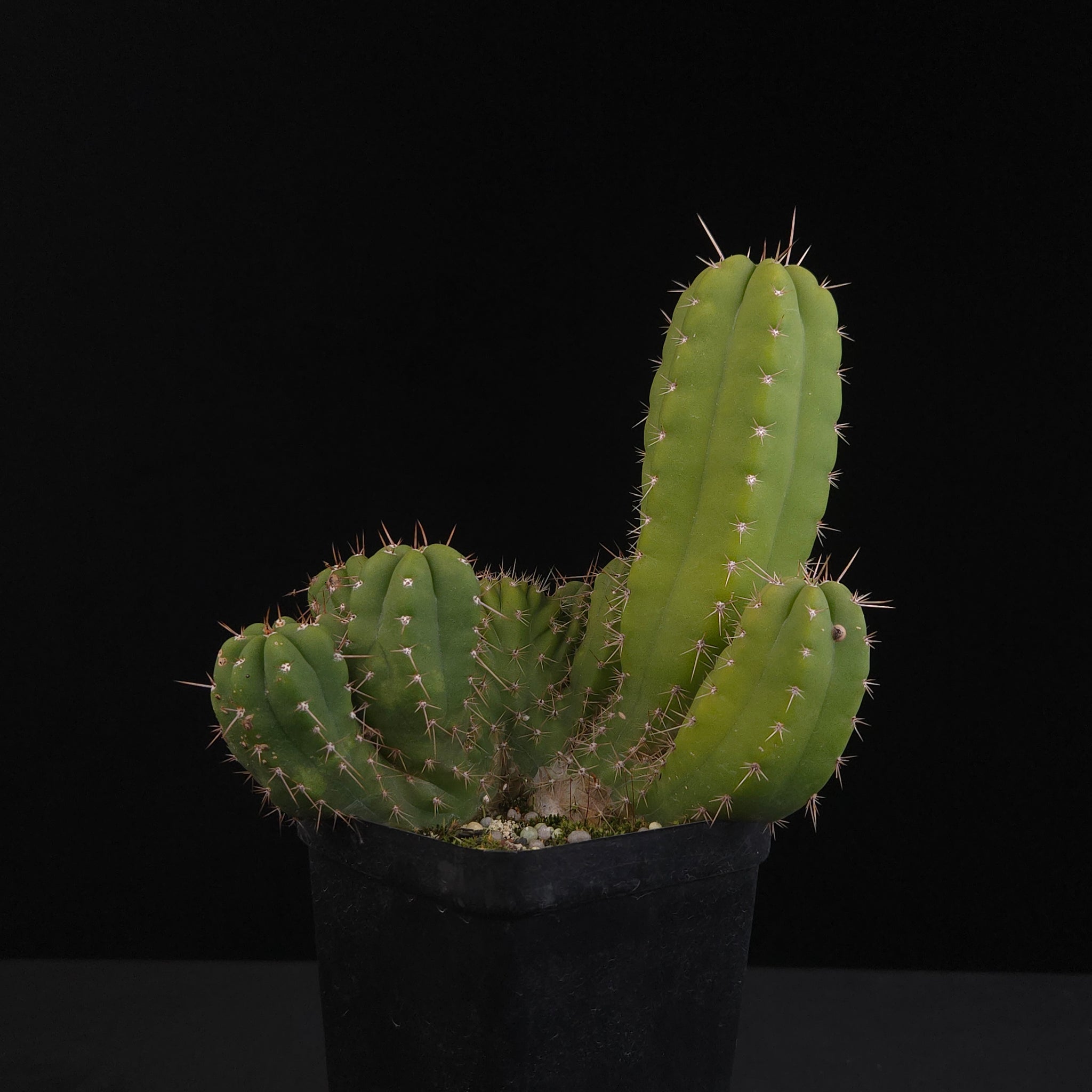 Trichocereus peruvianus 'Twister' (syn. Echinopsis macrogona)