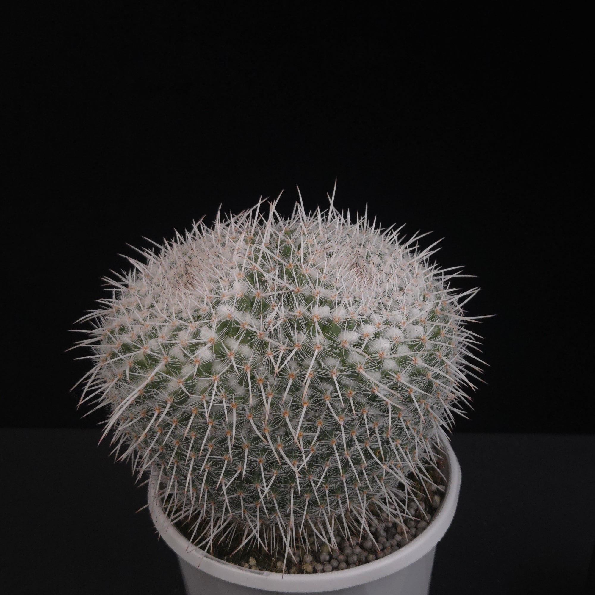 Mammillaria parkinsonii - One Off Specials