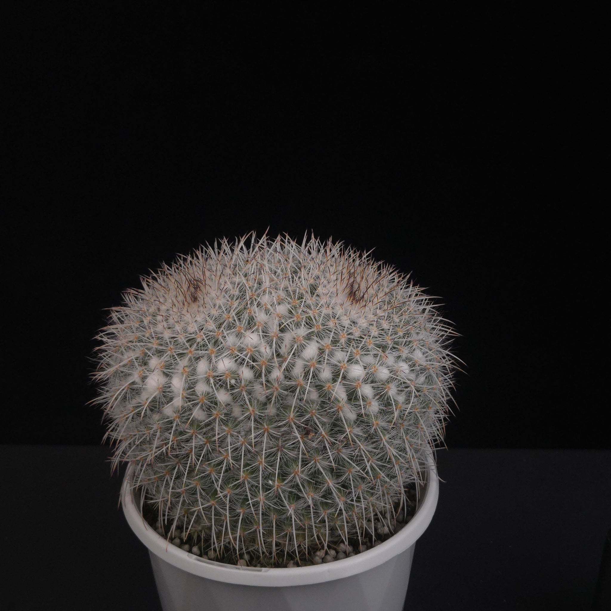 Mammillaria parkinsonii - One Off Specials